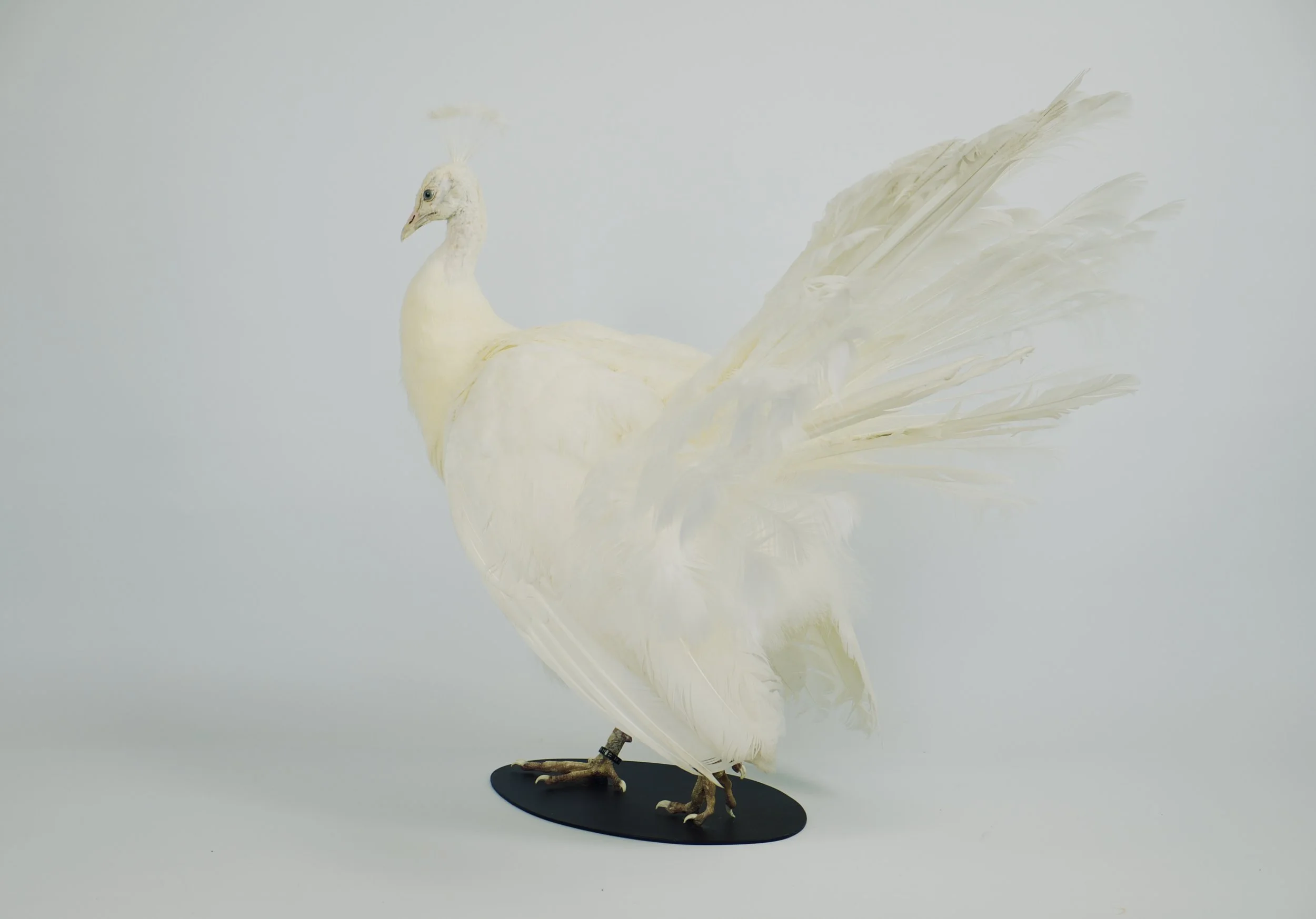 taxidermie pauw