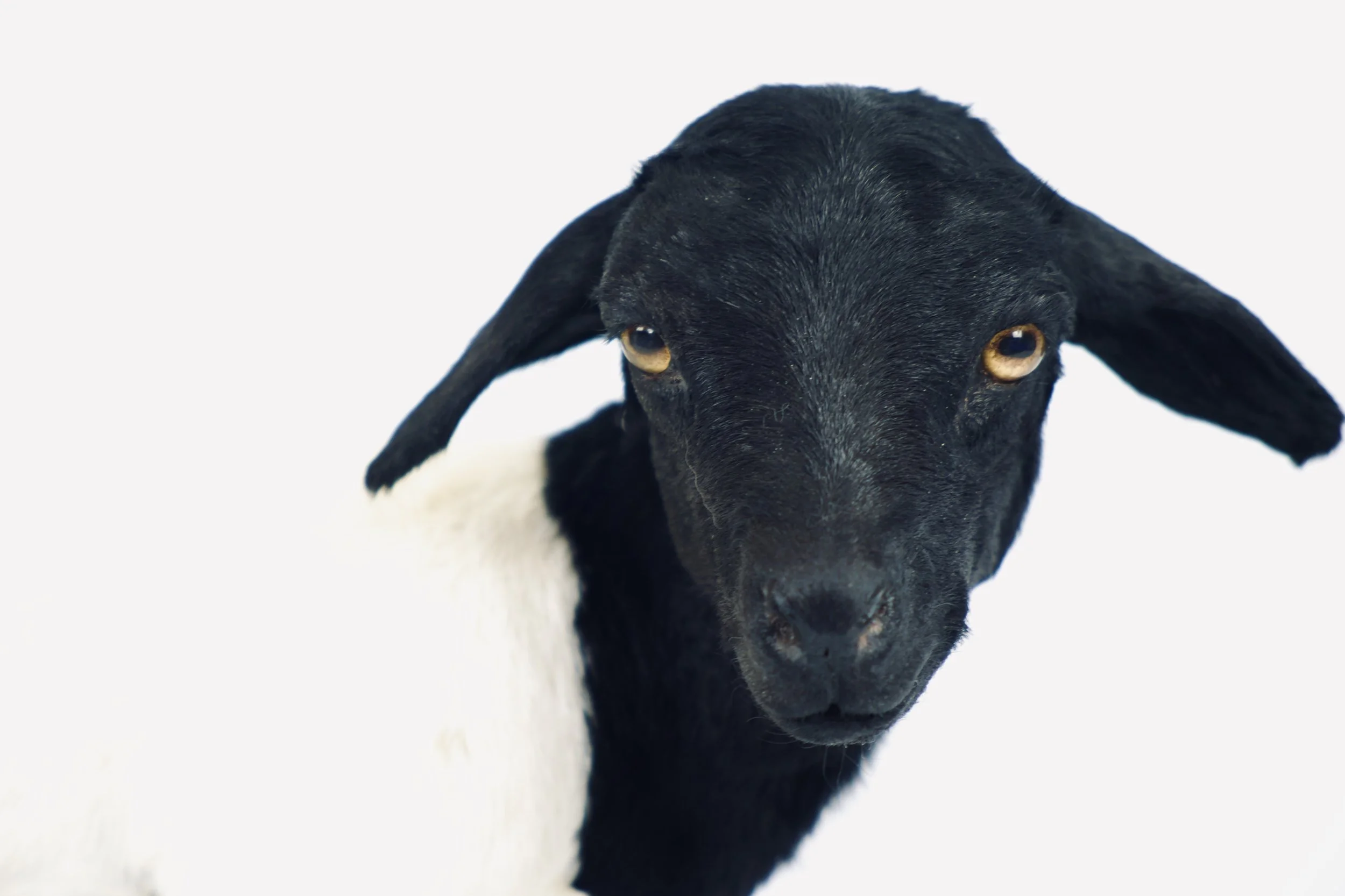 taxidermie somalisch lam