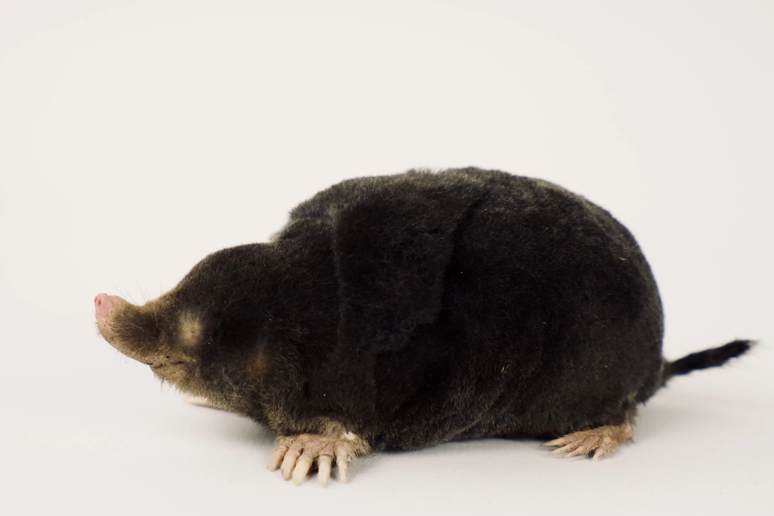 taxidermie mol