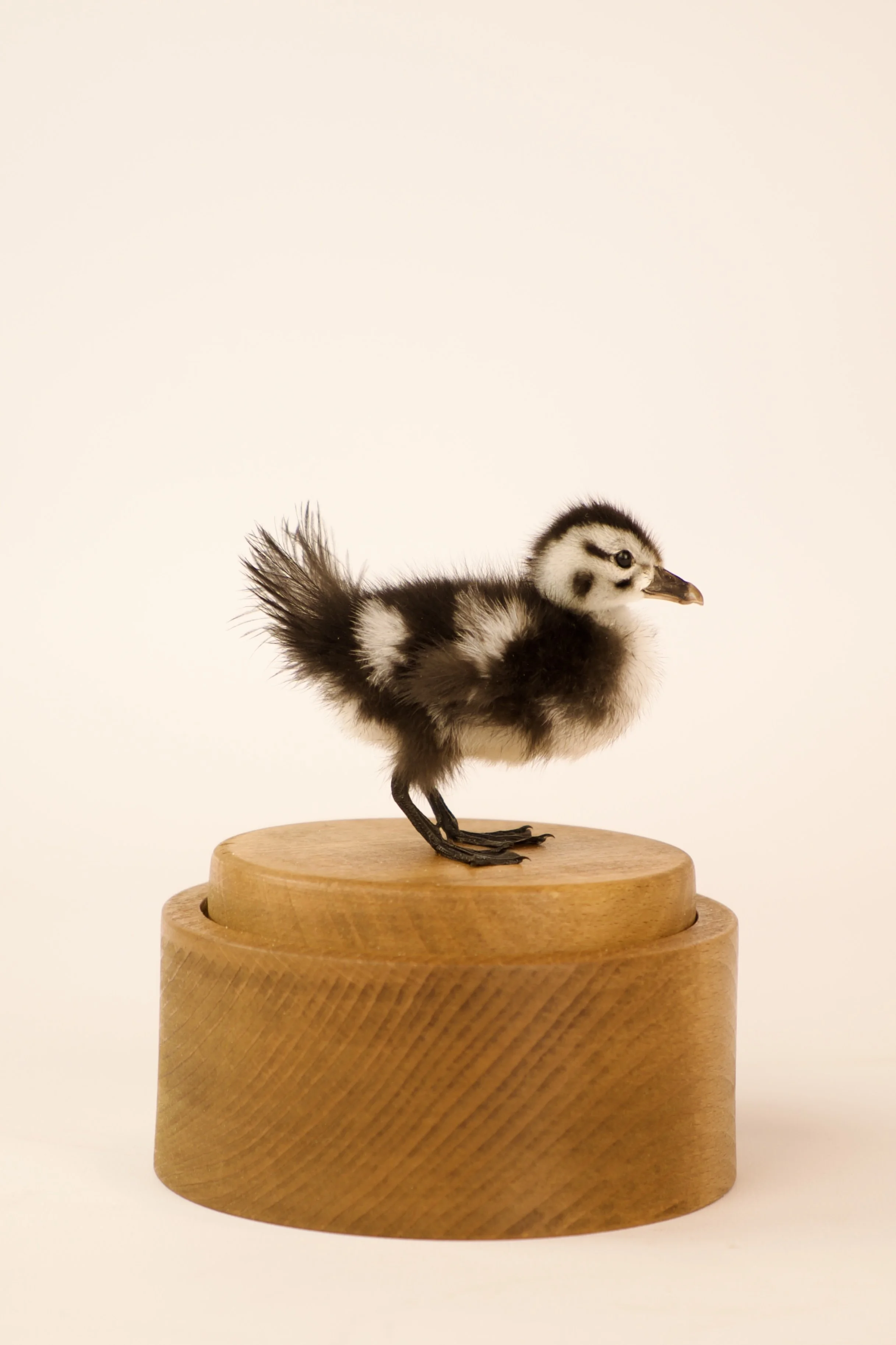 Unieke taxidermie muziekdoos - kuikens - handgemaakt door Katja Guilini