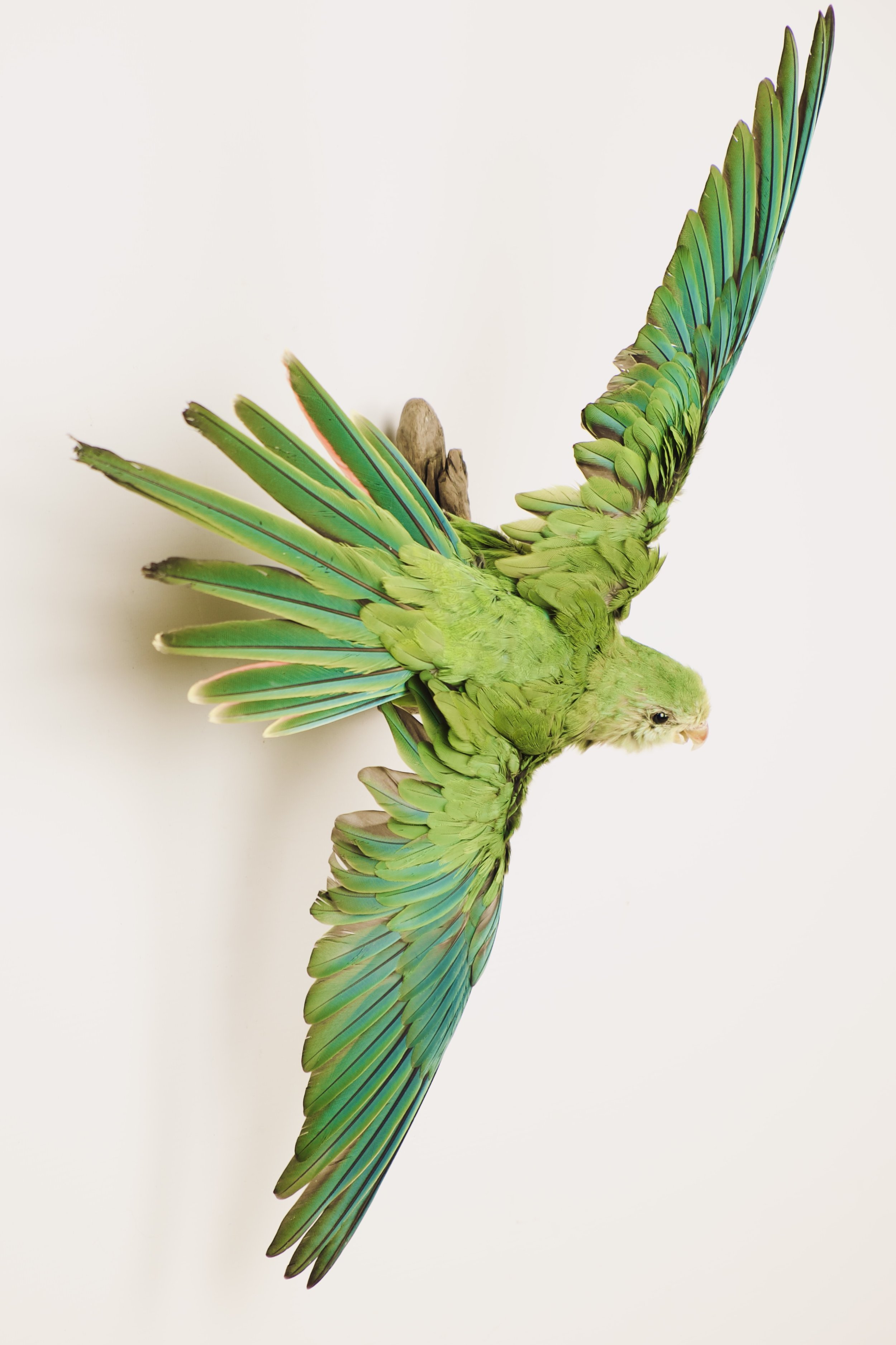 partaxidermie parkietkiet