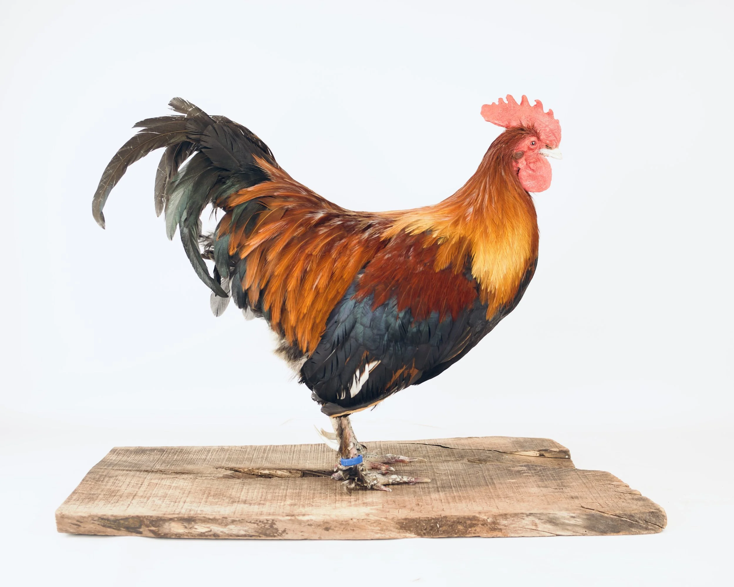 Quality taxidermy of domestic cock - unique stuffed animals by Katja Guilini - Belgium