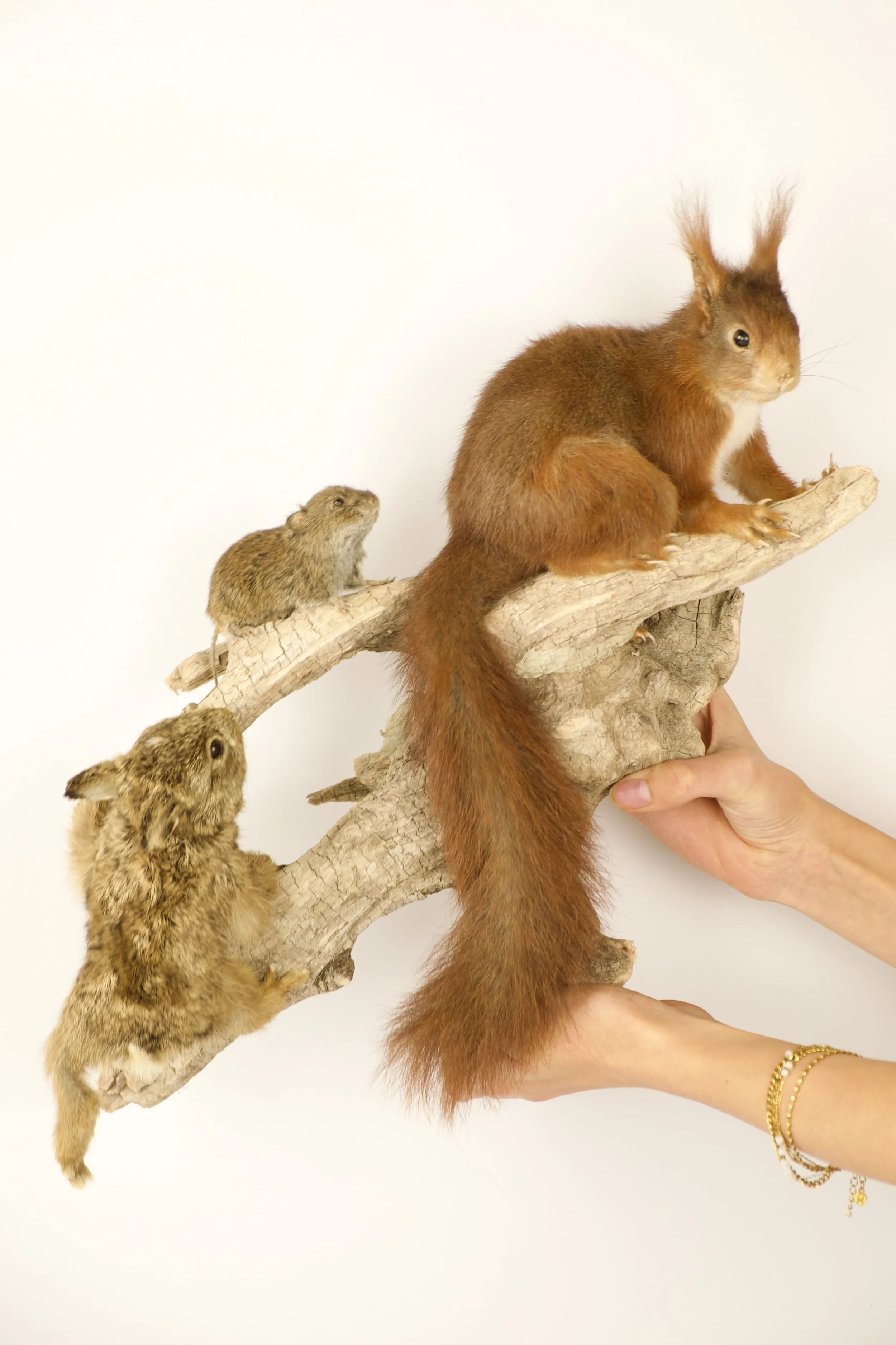 Kwalitatieve taxidermie van dieren compositie - unieke opgezette dieren door Katja Guilini - België