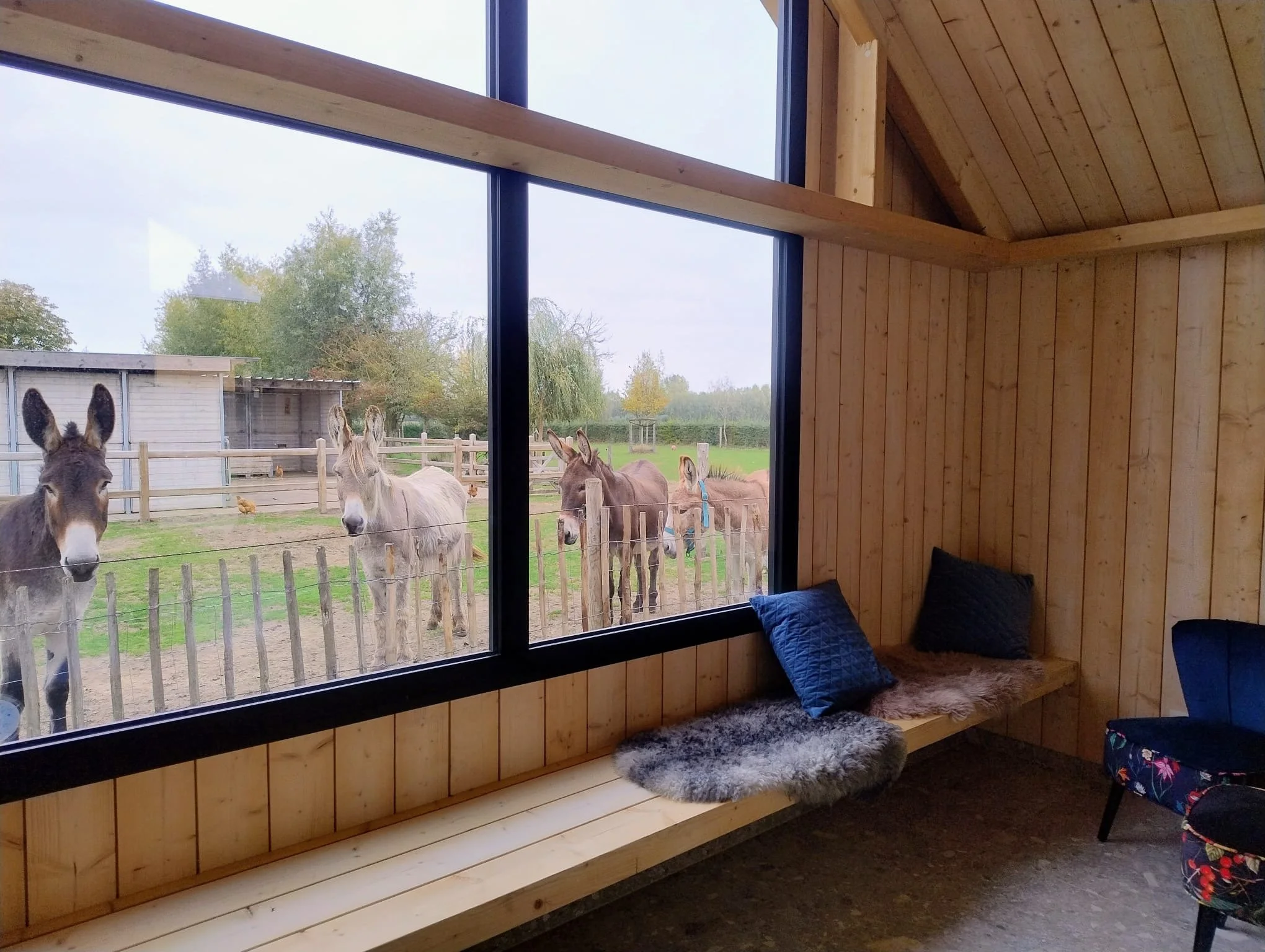 Binnenzicht van een houten stal met grote ramen, waarachter vijf ezels buiten op een grasveld staan, met een houten hek en bomen op de achtergrond.