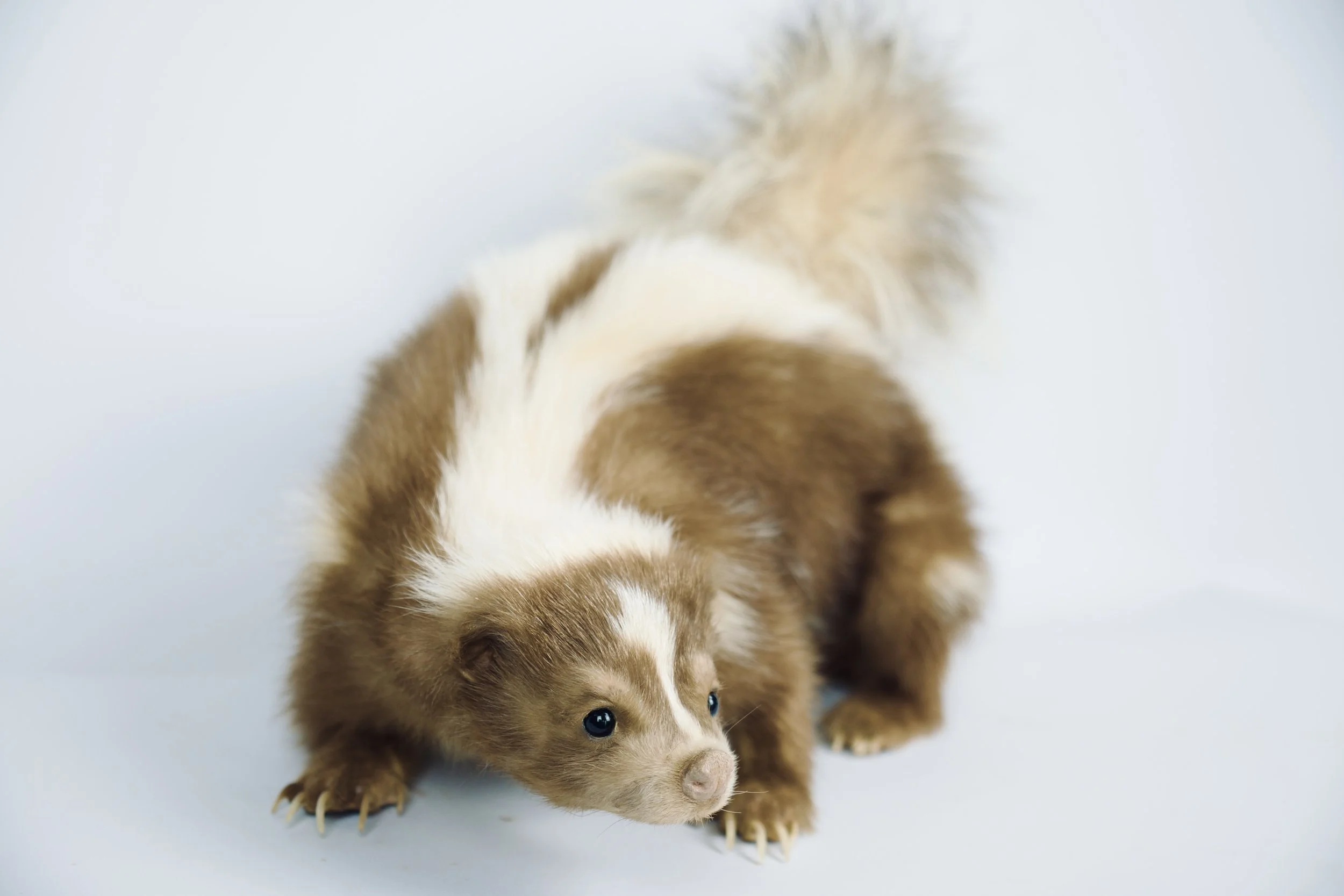 Quality taxidermy of cute brown skunk - unique stuffed animals by Katja Guilini - Belgium
