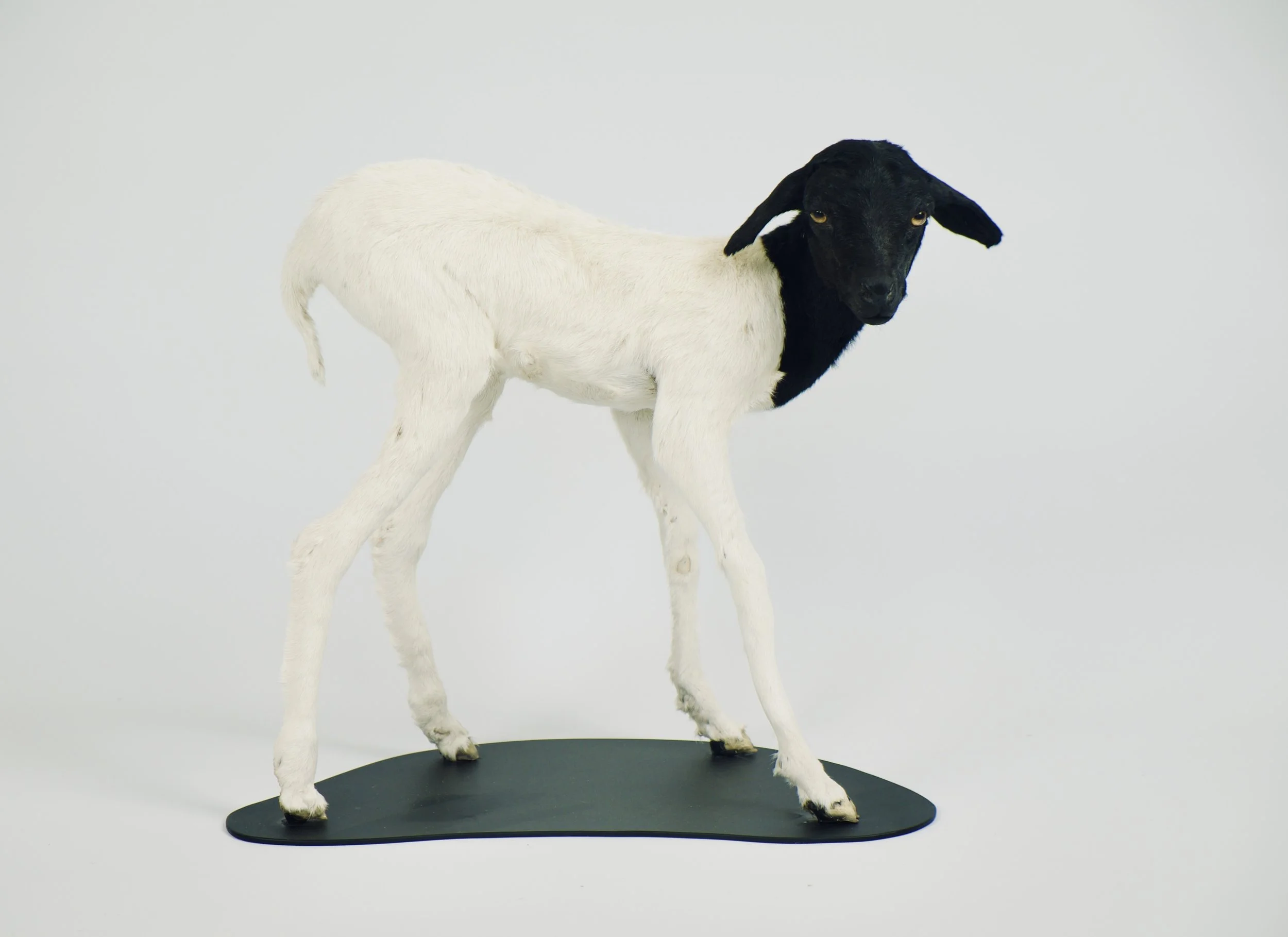 opgzet somalisch lam