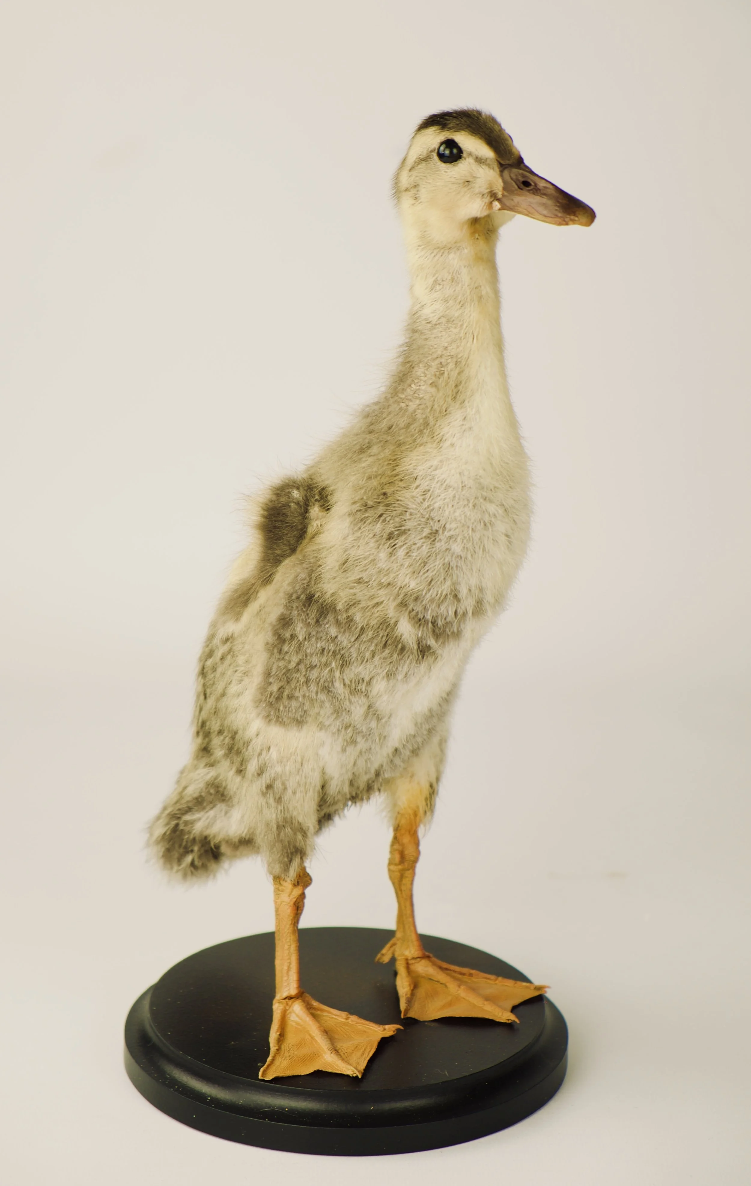 taxidermie loopeend