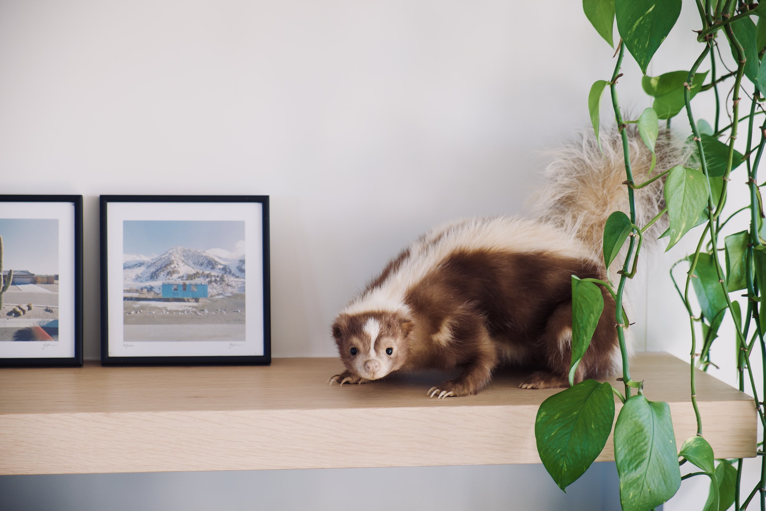 taxidermie stinkdier