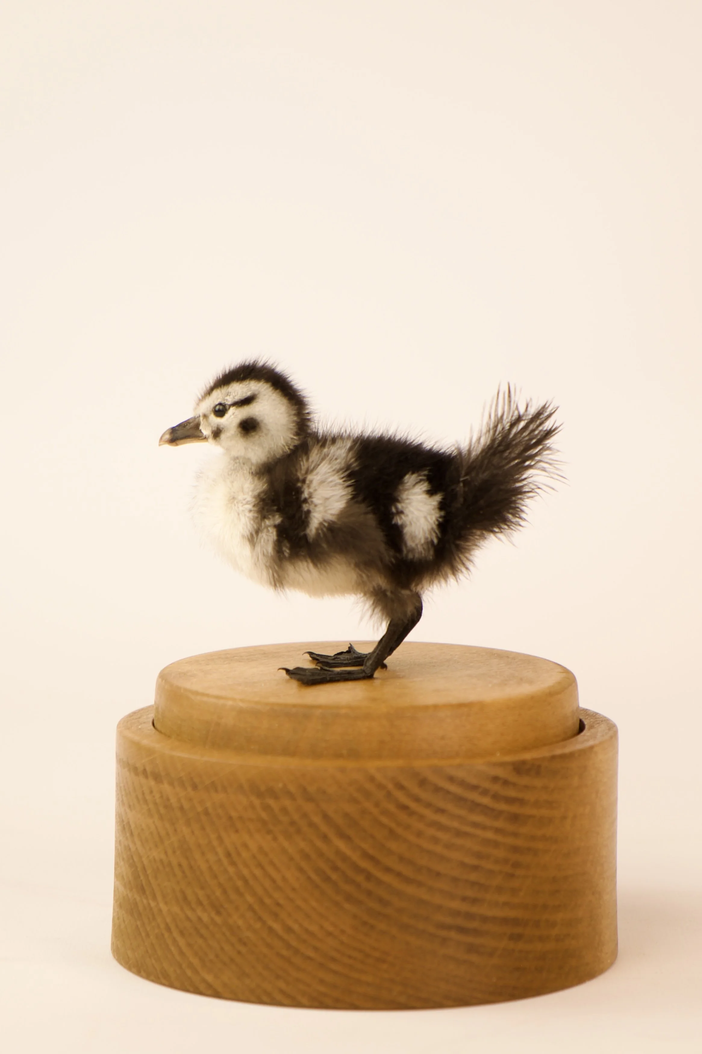 Unique taxidermy music box - handmade by Katja Guilini