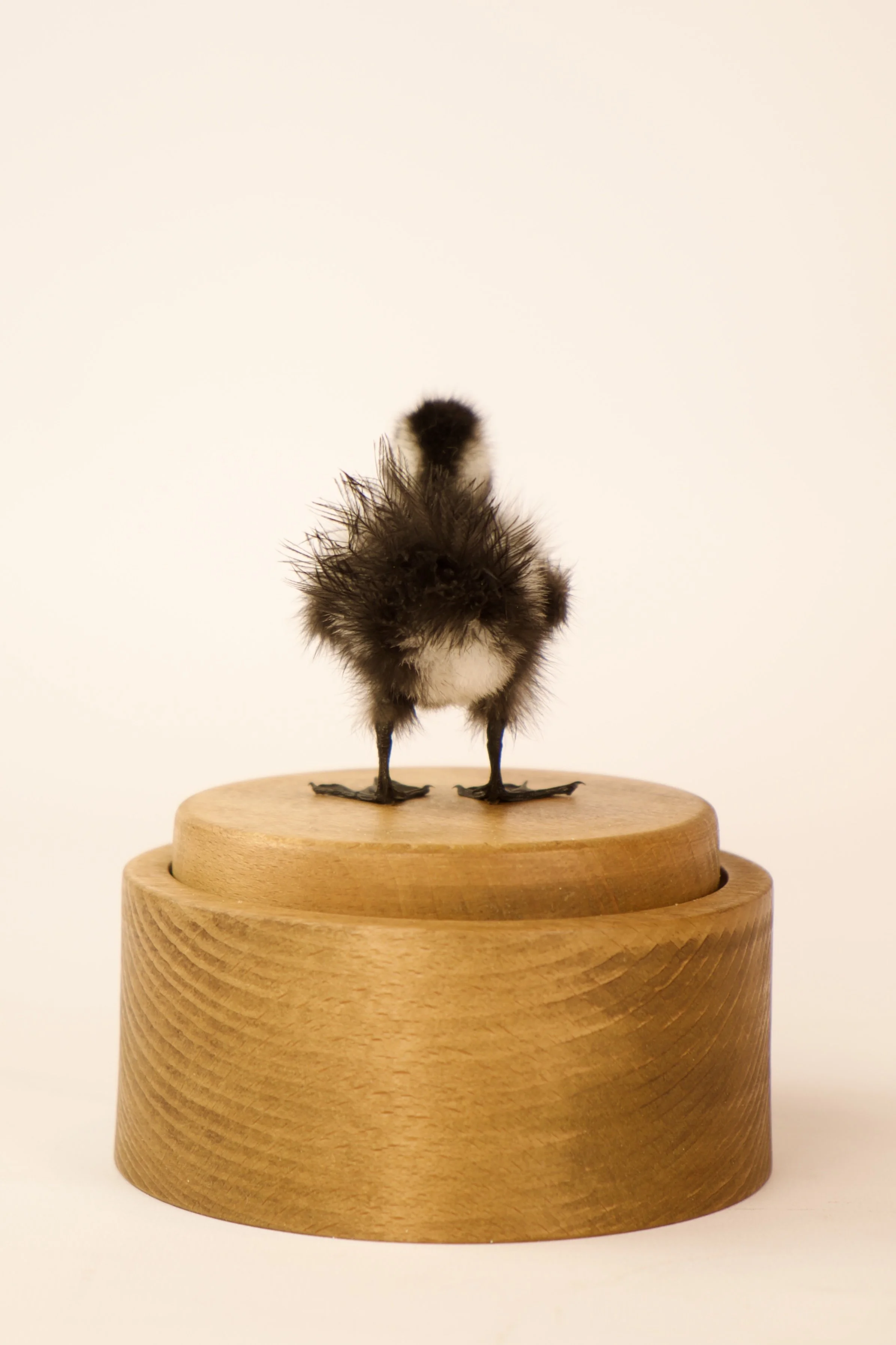 Unique taxidermy music box - handmade by Katja Guilini