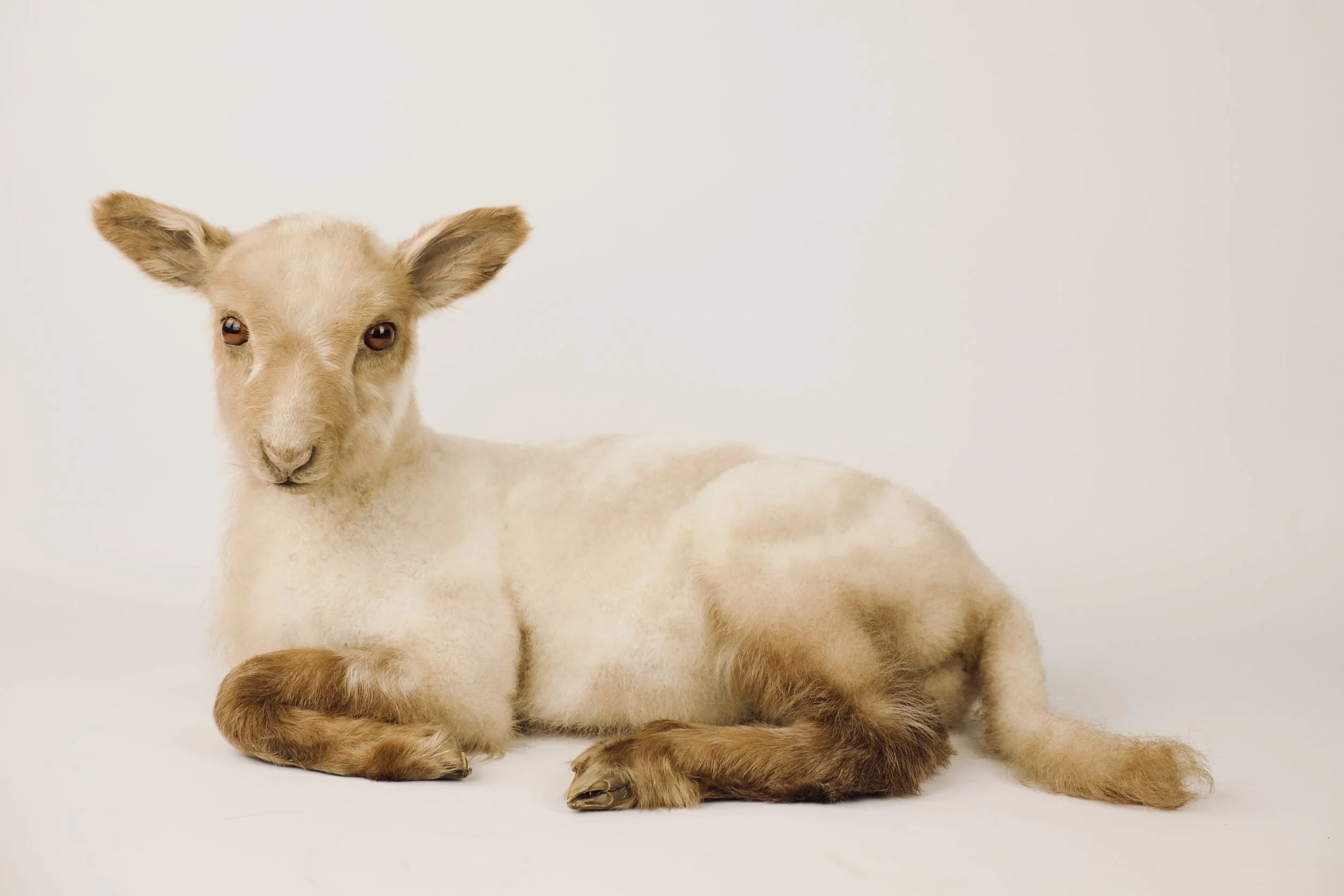 taxidermy lamb