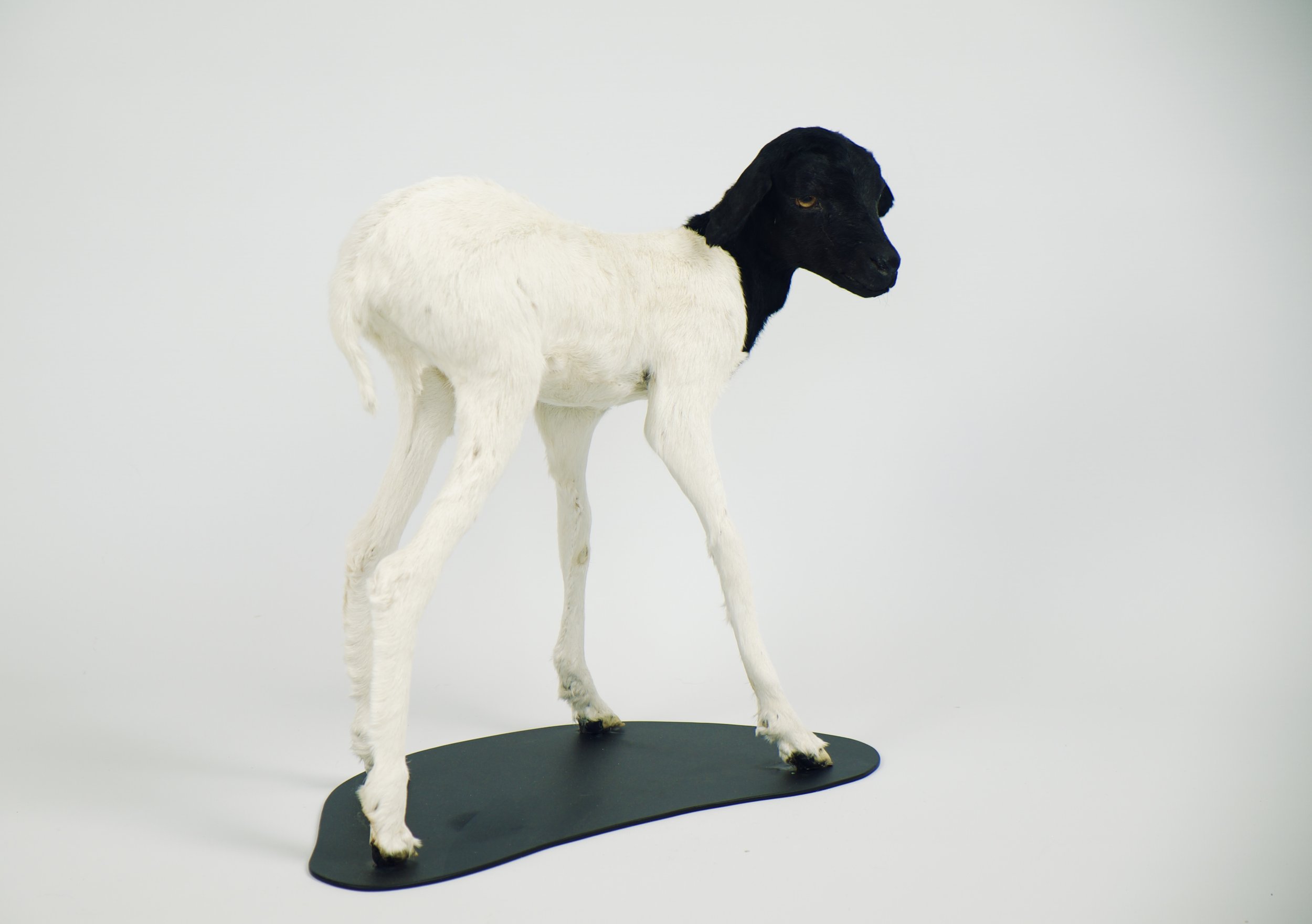 taxidermie somalisch lam