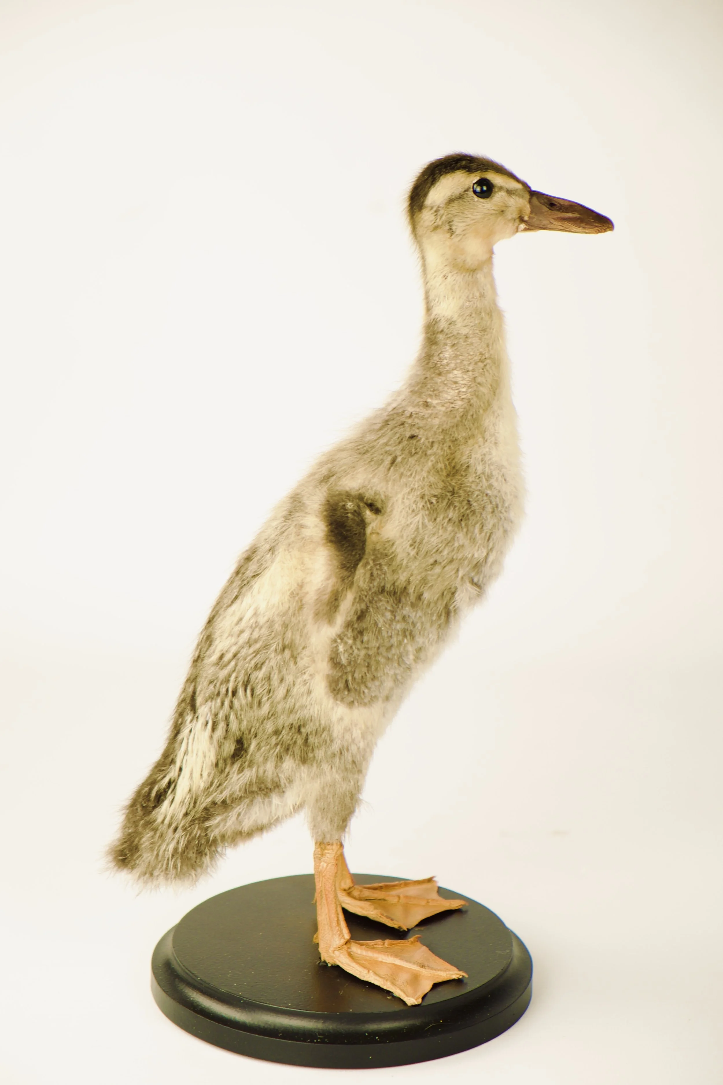 taxidermy runner duck
