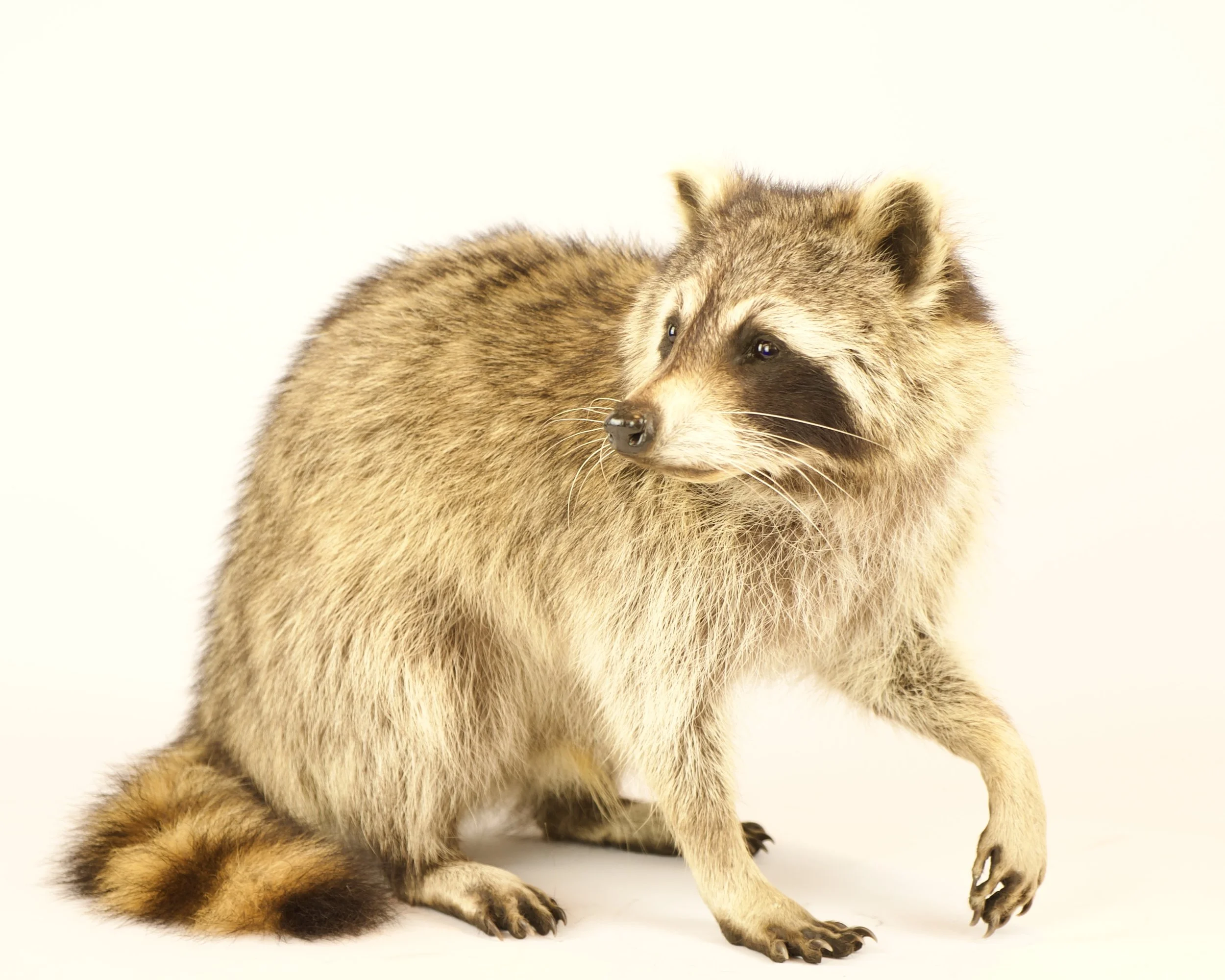 Quality taxidermy of raccoon - unique stuffed animals by Katja Guilini - Belgium