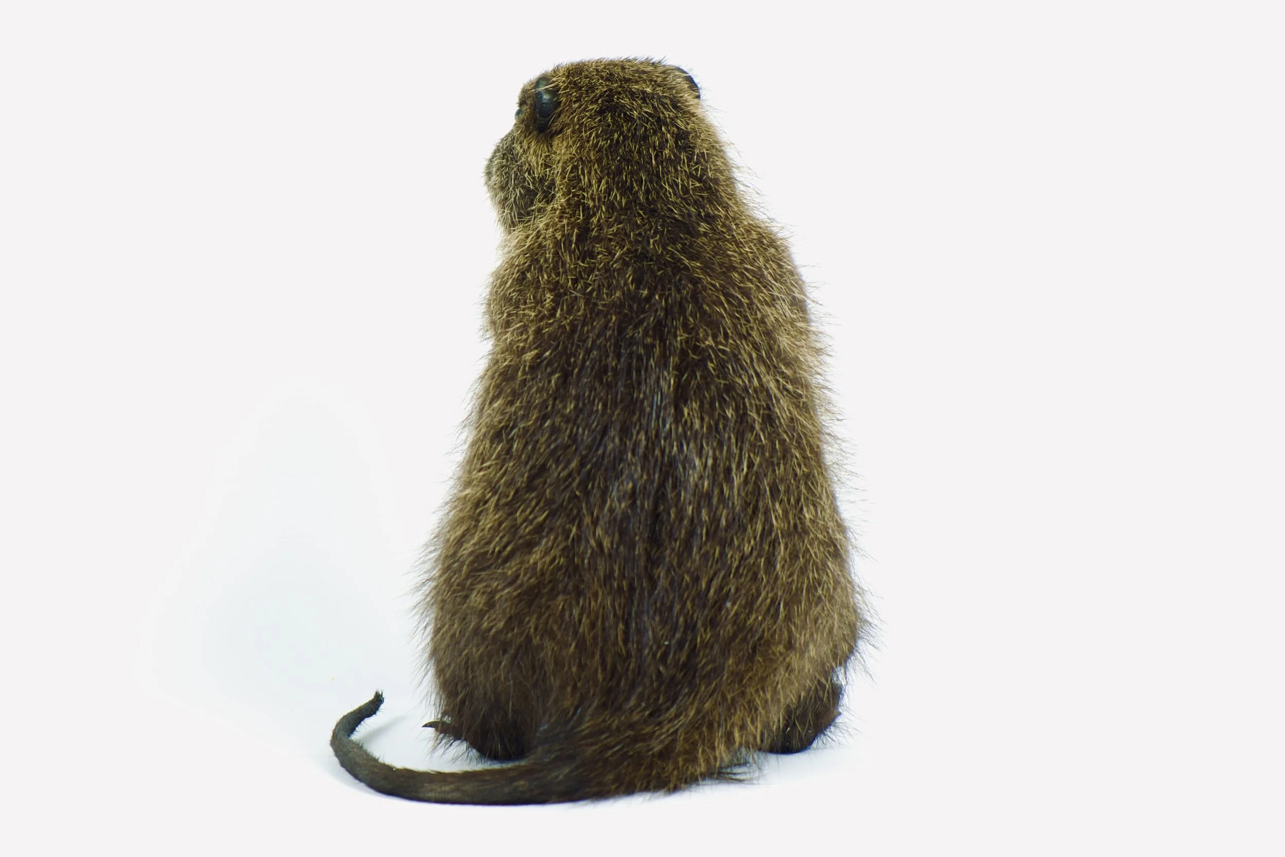 taxidermie nutria