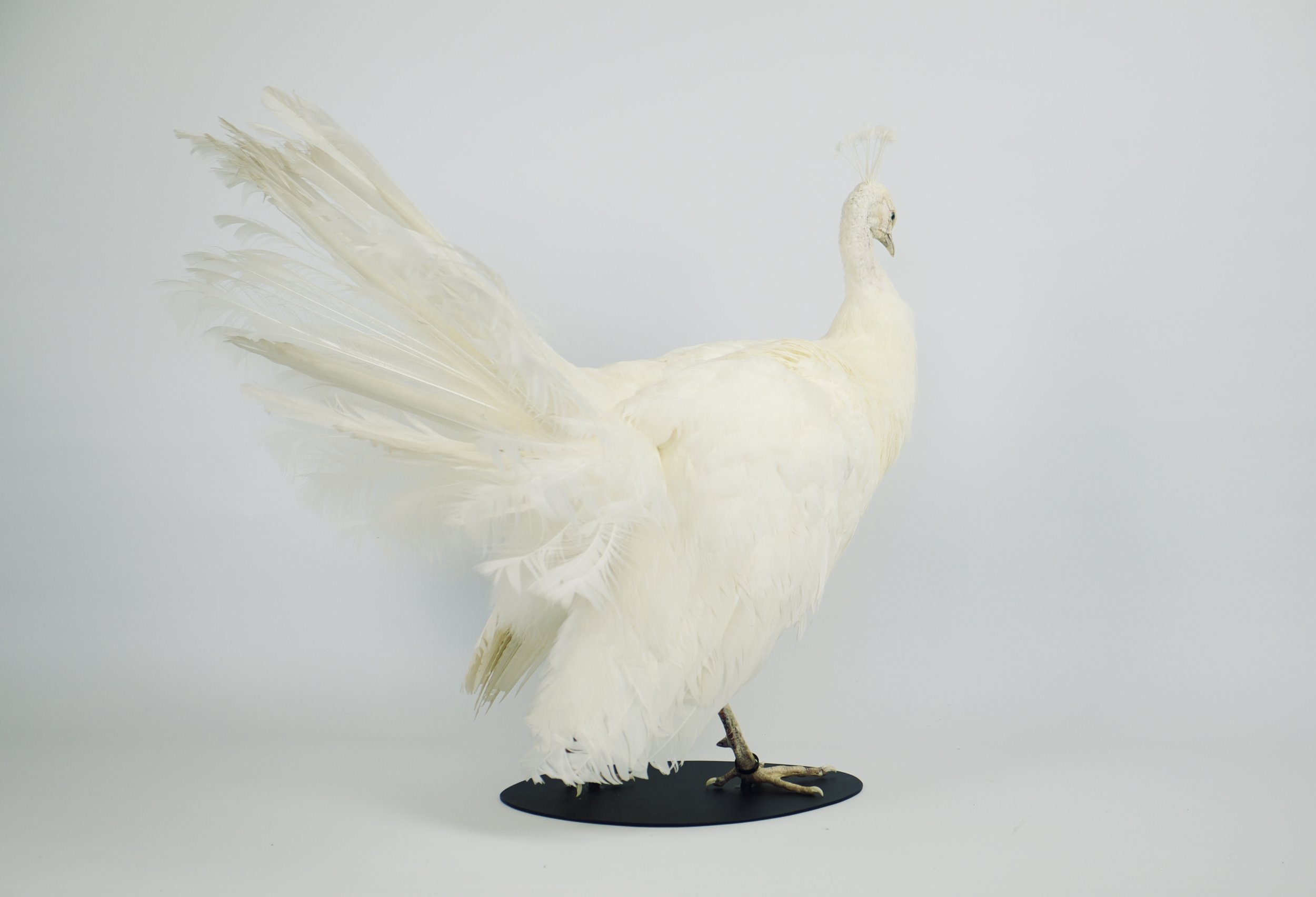 taxidermie pauw