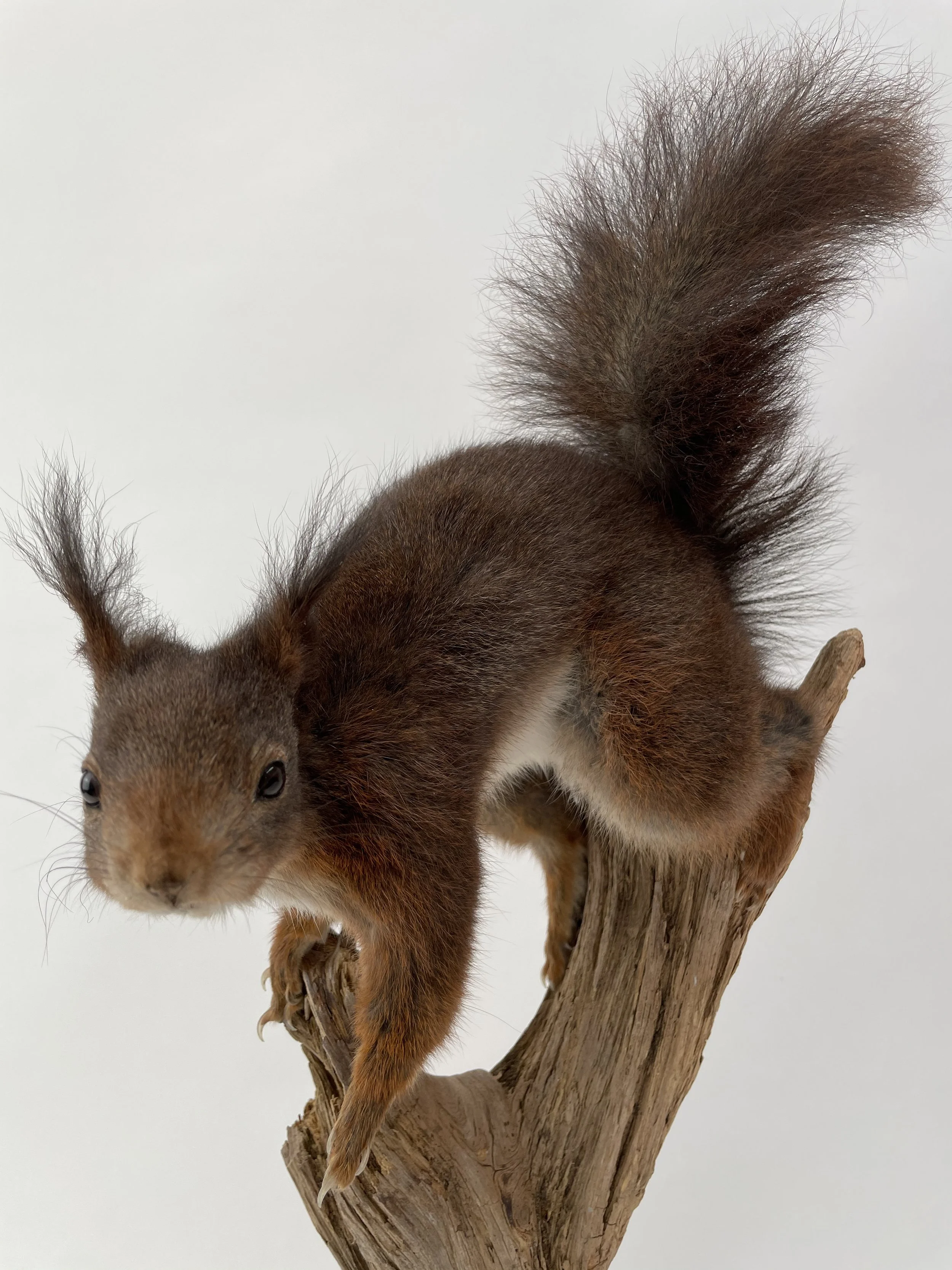Quality taxidermy of squirrel on a branch - unique stuffed animals by Katja Guilini - Belgium