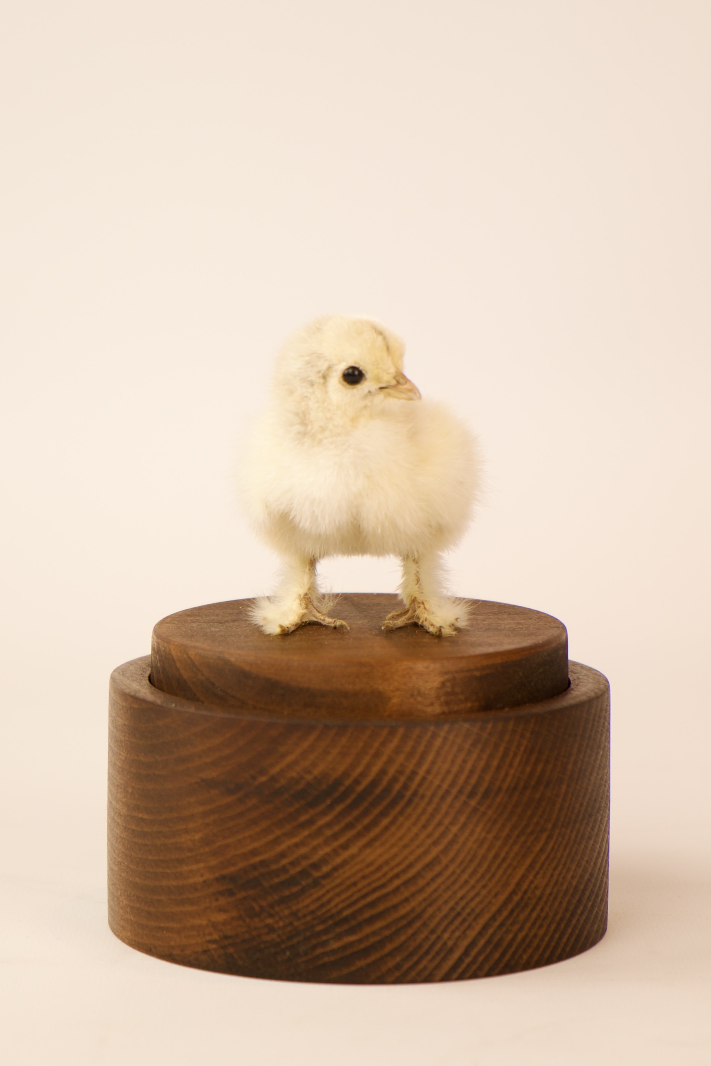 Unieke taxidermie muziekdoos - kuikens - handgemaakt door Katja Guilini