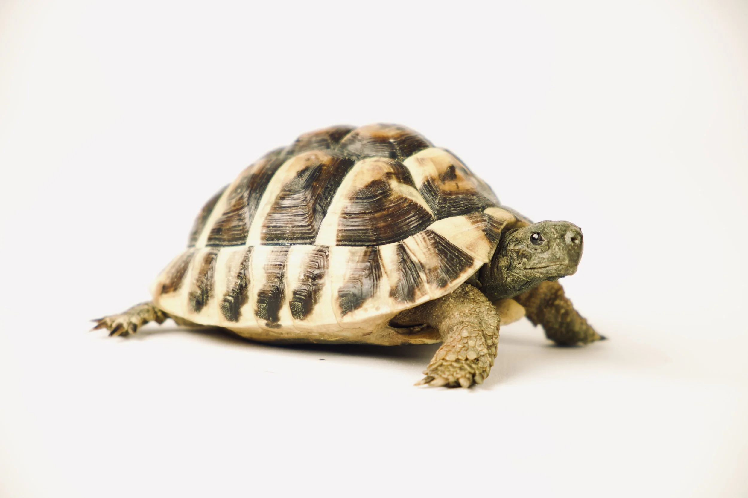 Quality taxidermy of pet turtle - unique stuffed animals by Katja Guilini - Belgium