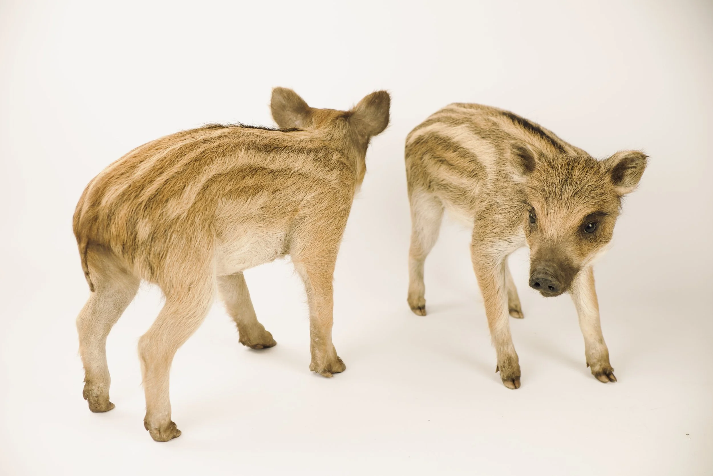 Kwalitatieve taxidermie van schattige everzwijnbiggen - unieke opgezette dieren door Katja Guilini - België