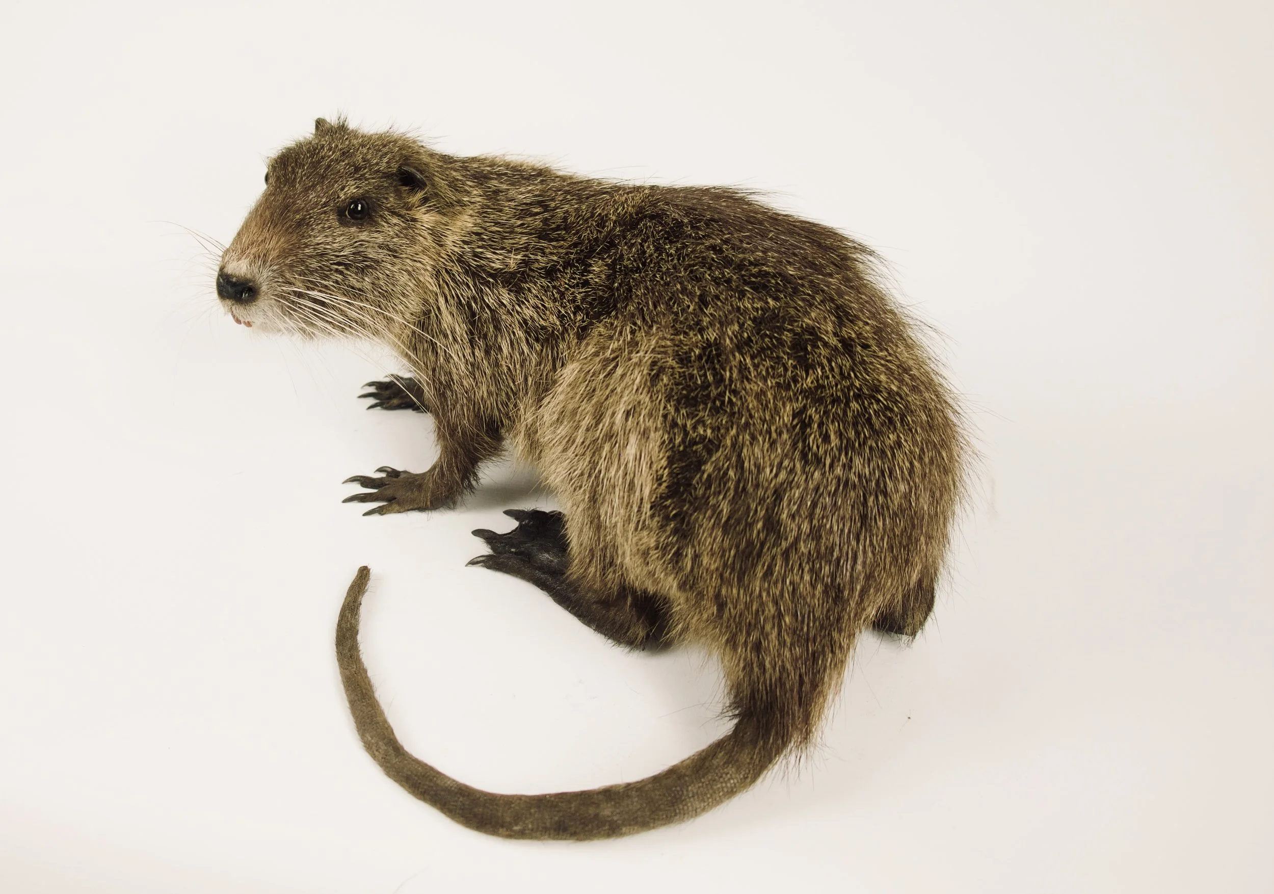 taxidermie nutria