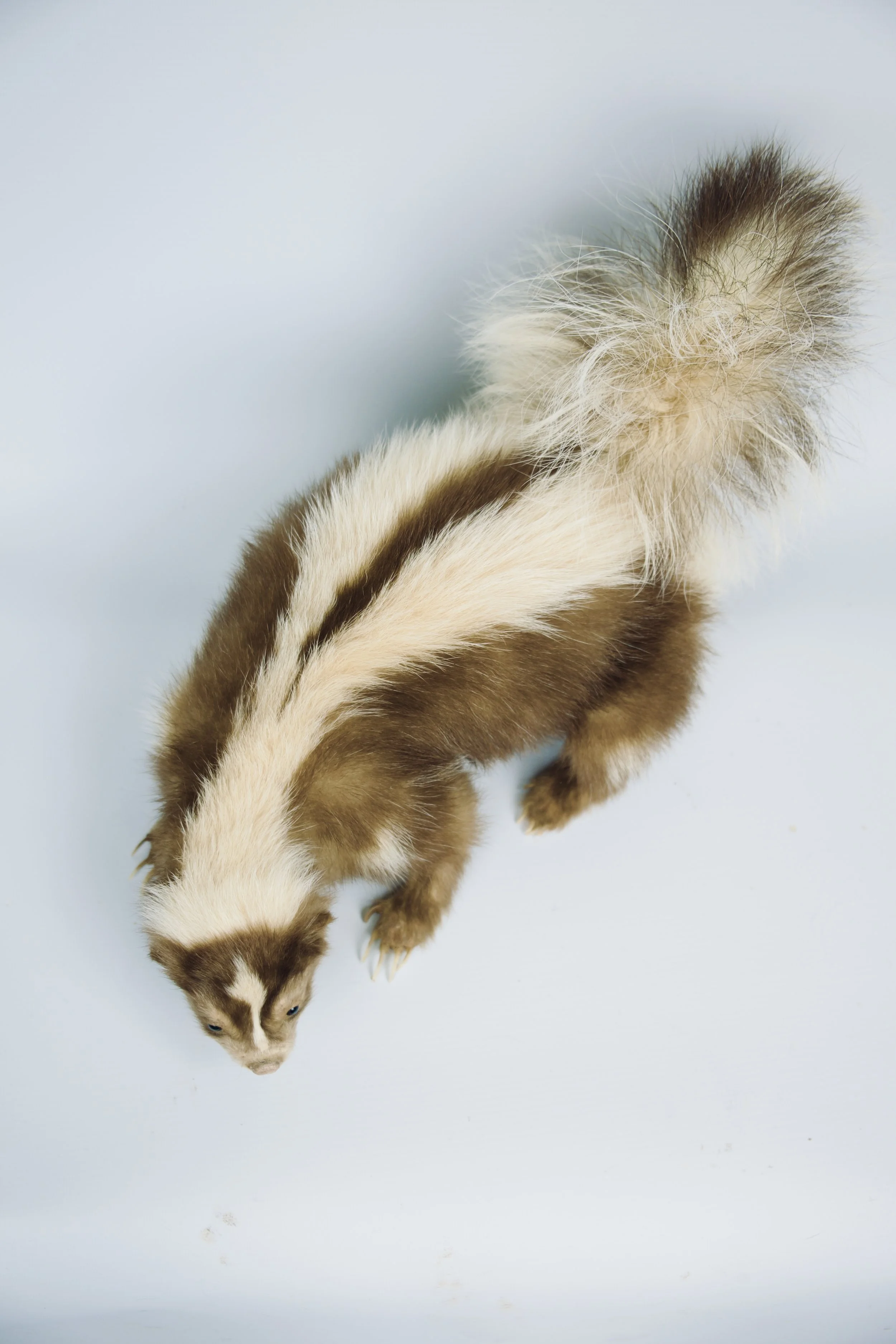 Quality taxidermy of brown skunk - unique stuffed animals by Katja Guilini - Belgium