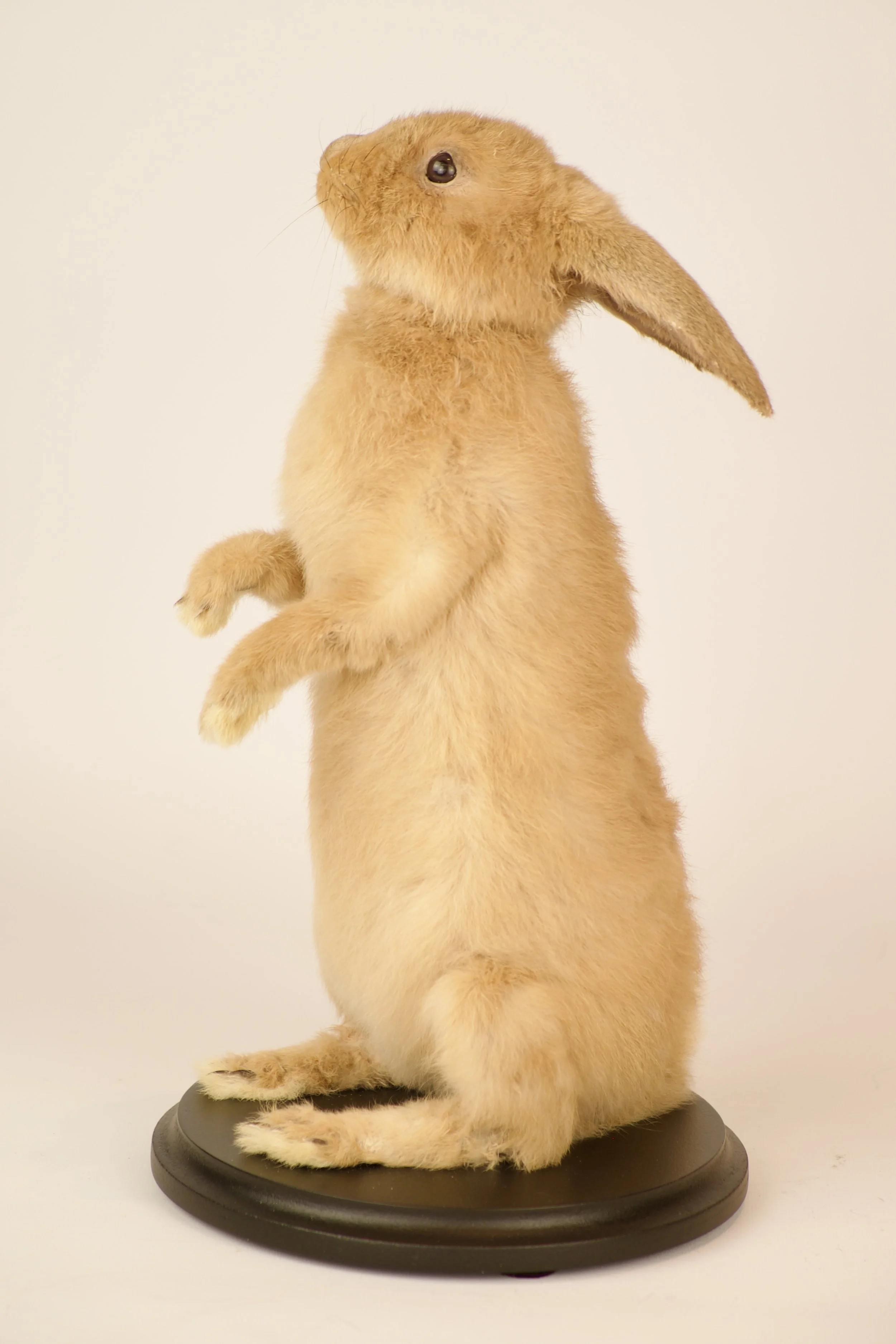 Unieke taxidermie konijn - handgemaakt door Katja Guilini