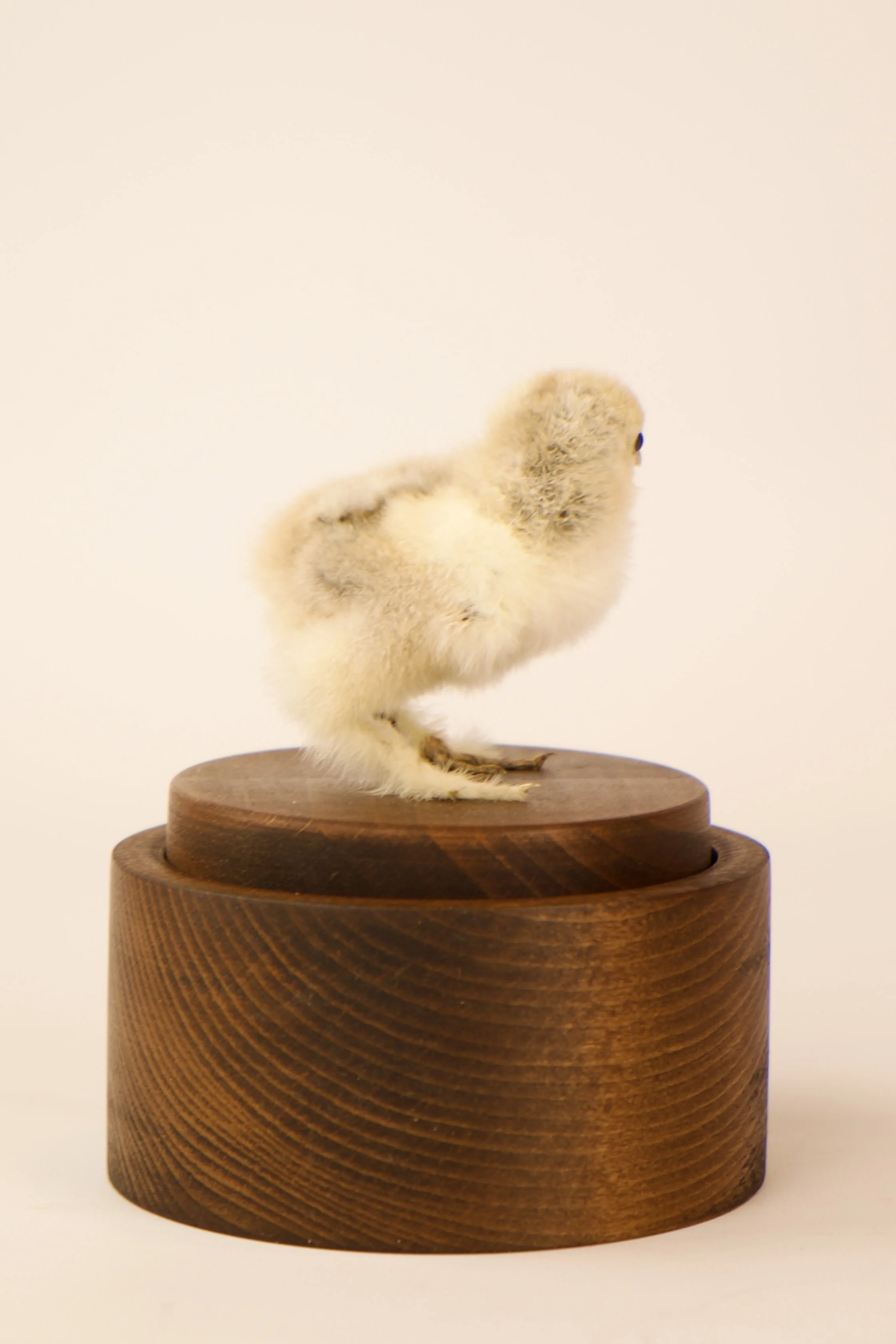 Unique taxidermy music box - handmade by Katja Guilini