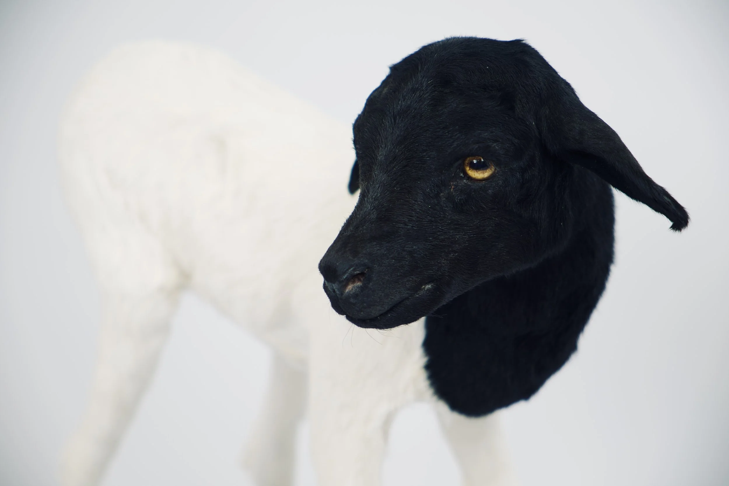 taxidermie somalisch lam