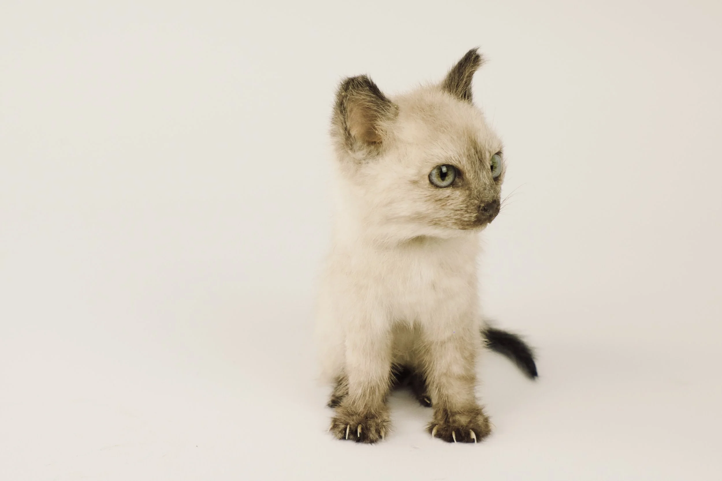 taxidermy kitten