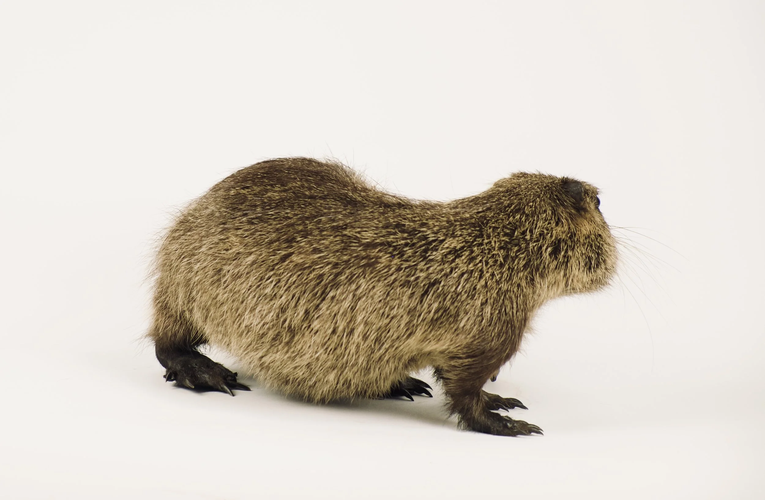 taxidermie nutria