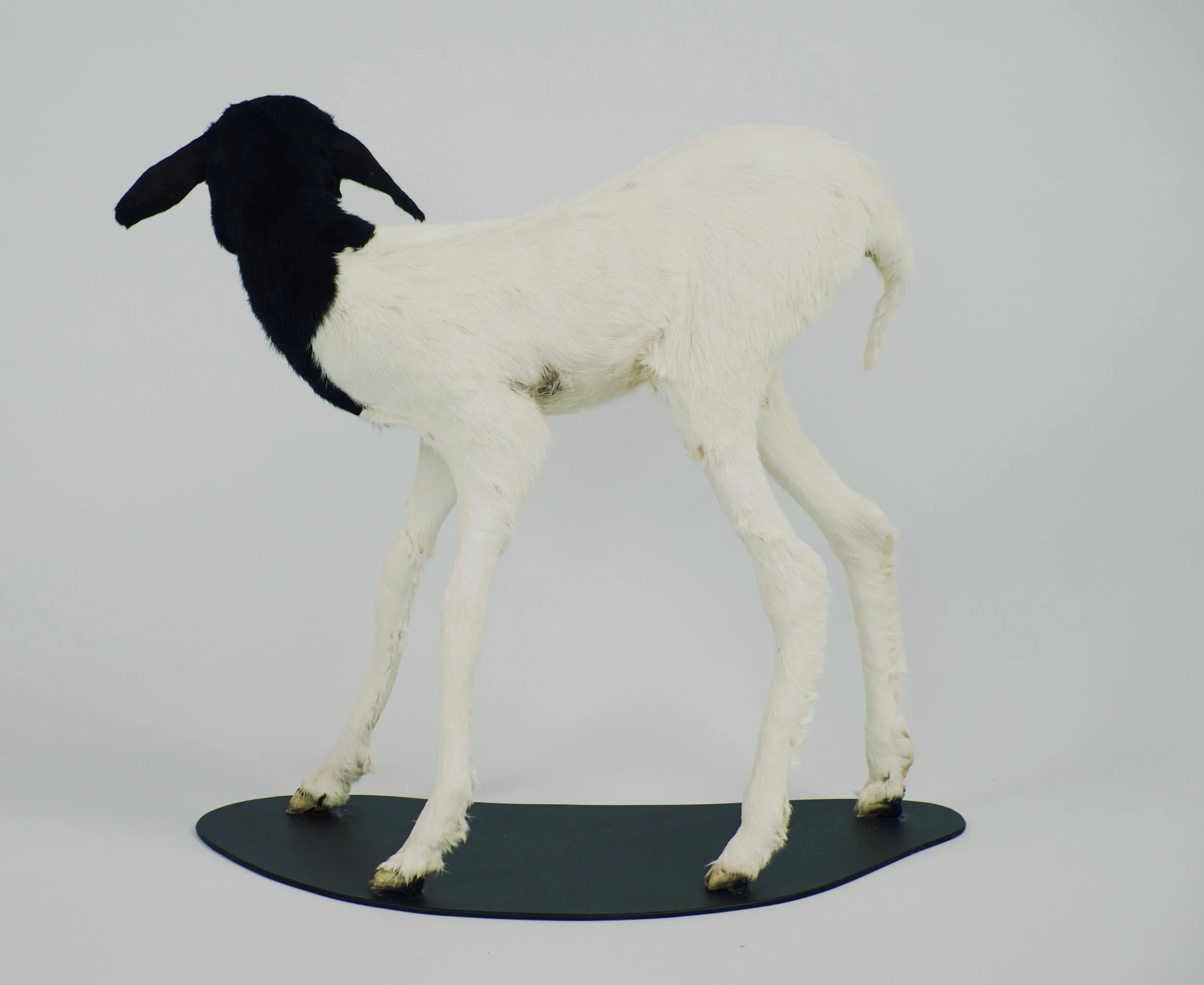  taxidermie somalisch lam