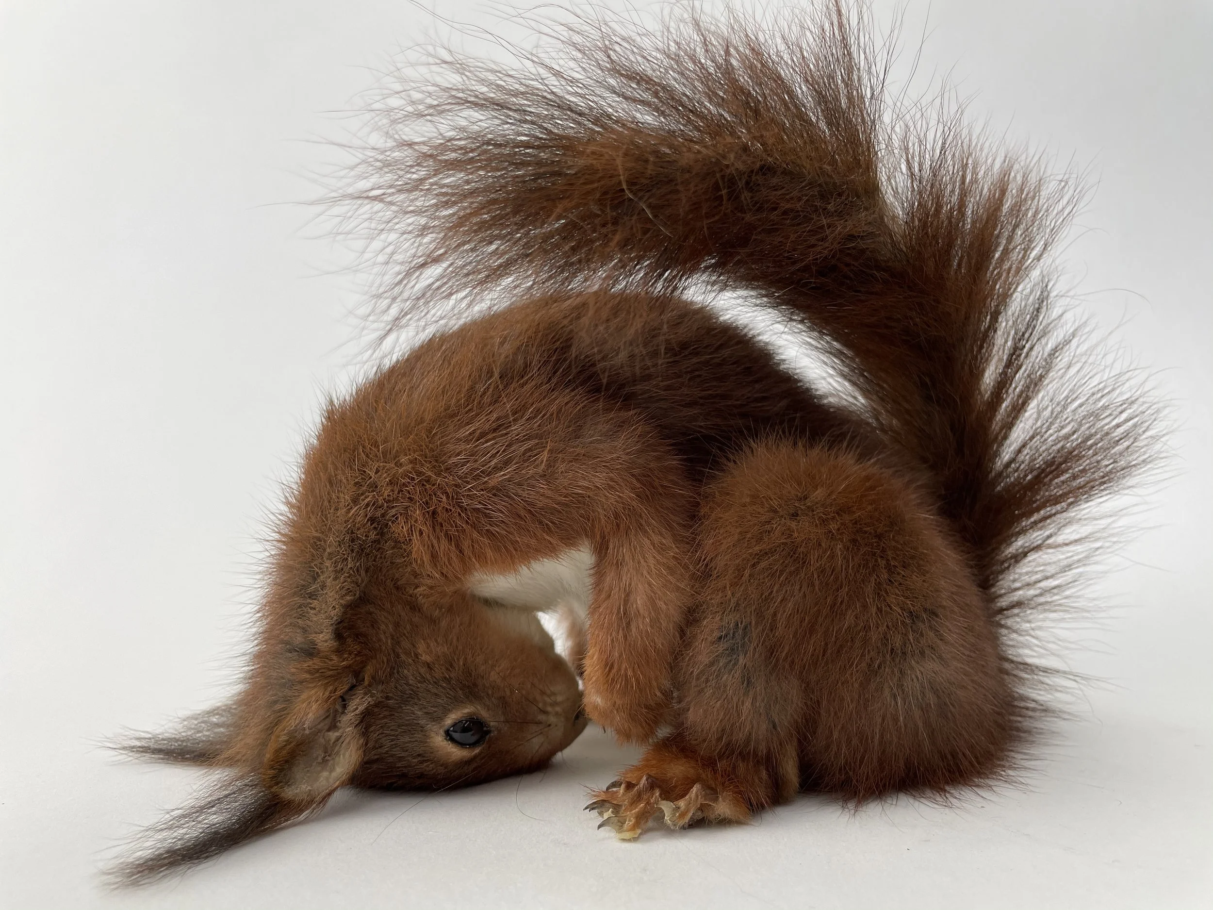 Quality taxidermy of cute squirell - unique stuffed animals by Katja Guilini - Belgium
