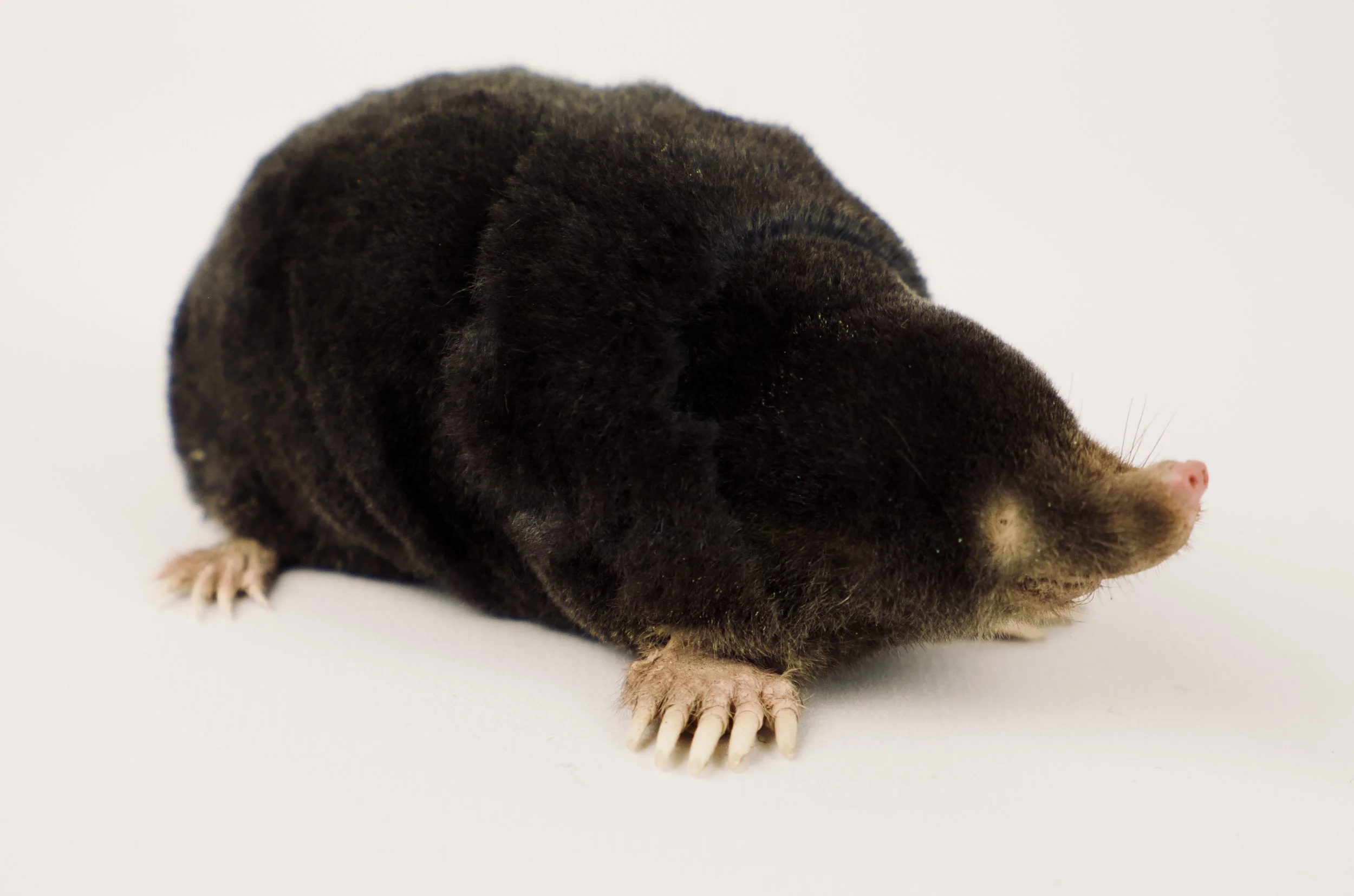 Quality taxidermy of cute mole - unique stuffed animals by Katja Guilini - Belgium