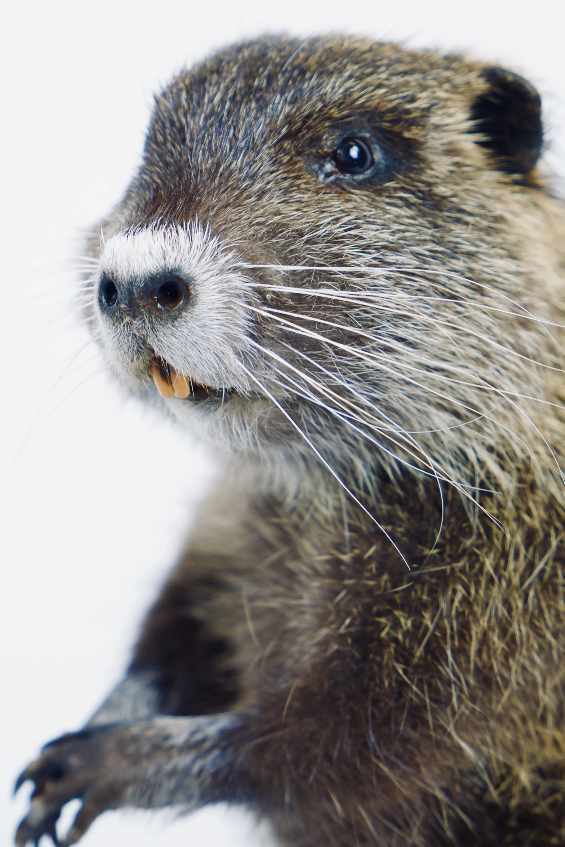 Quality taxidermy of cute nutria - unique stuffed animals by Katja Guilini - Belgium