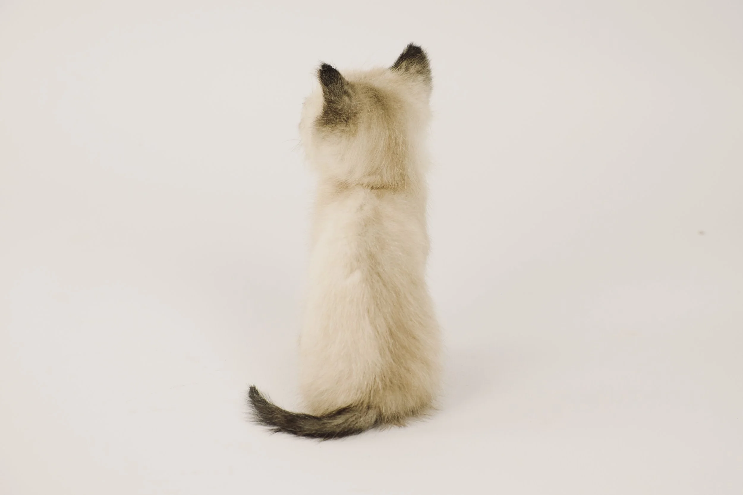 taxidermy kitten