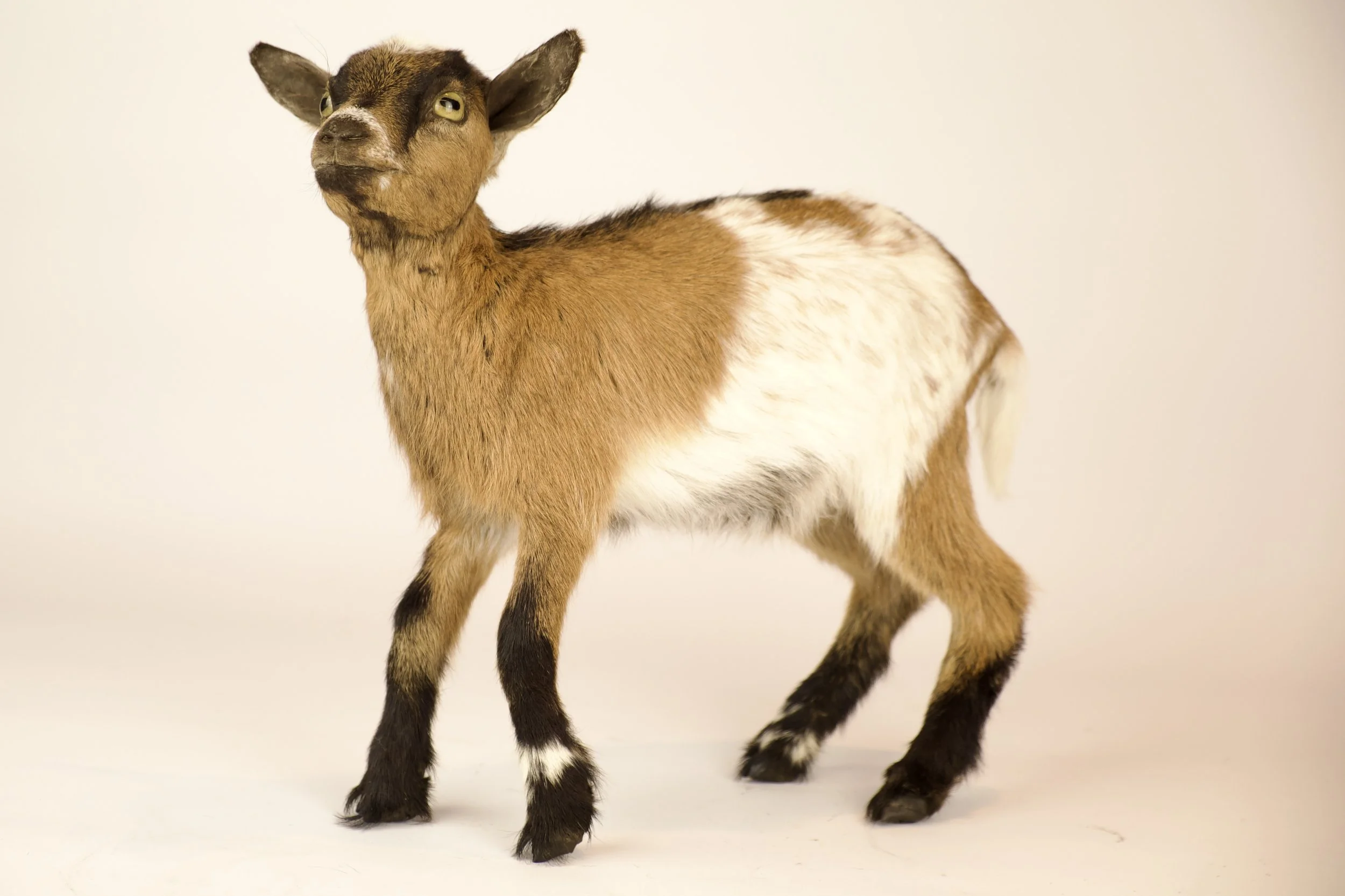 Unique taxidermy baby goat - handmade by Katja Guilini