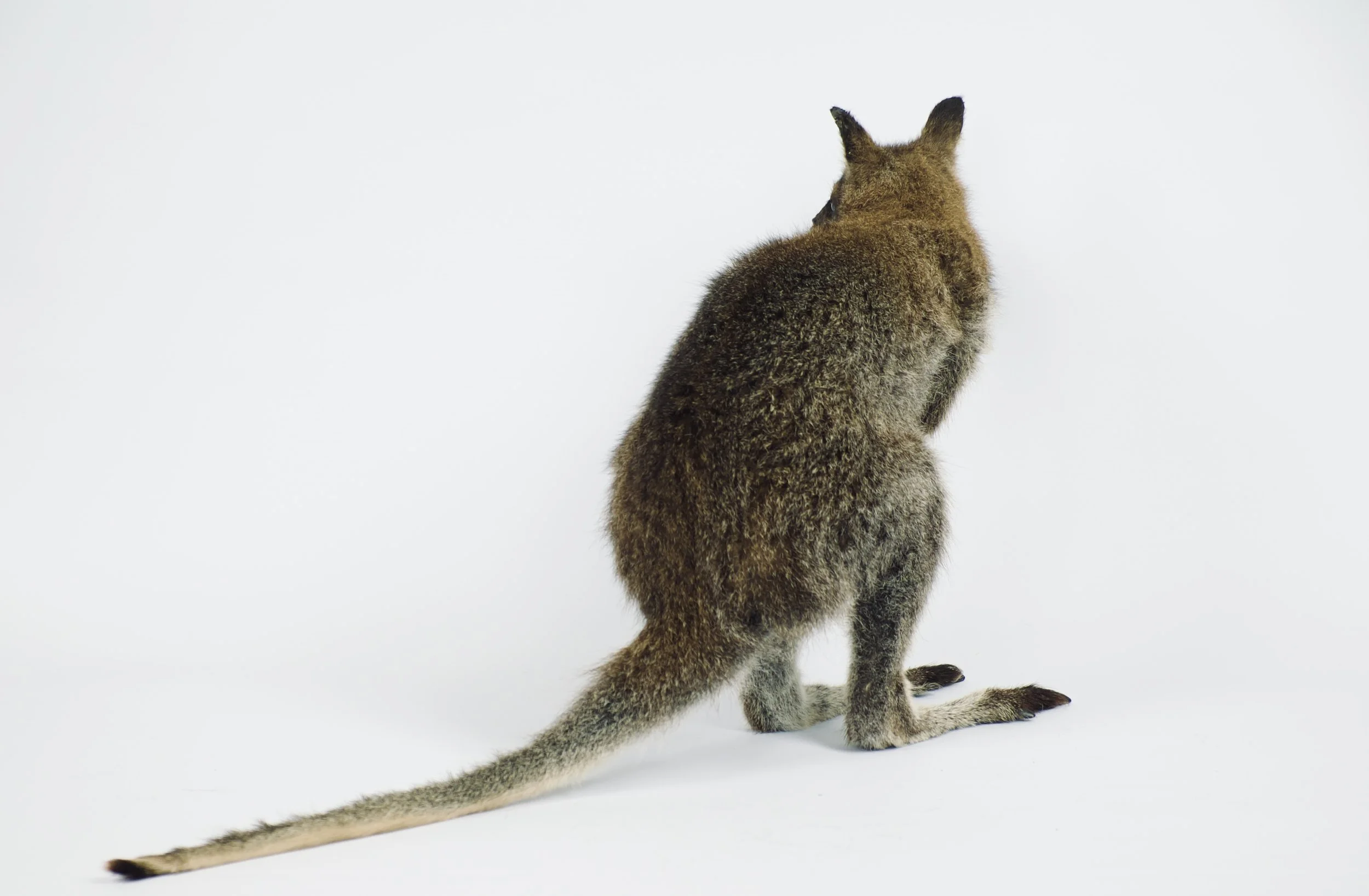 taxidermie wallabie