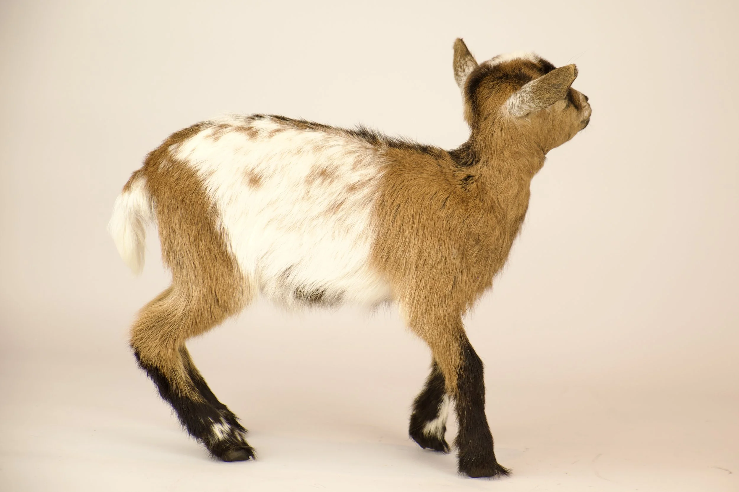 Unique taxidermy baby goat - handmade by Katja Guilini