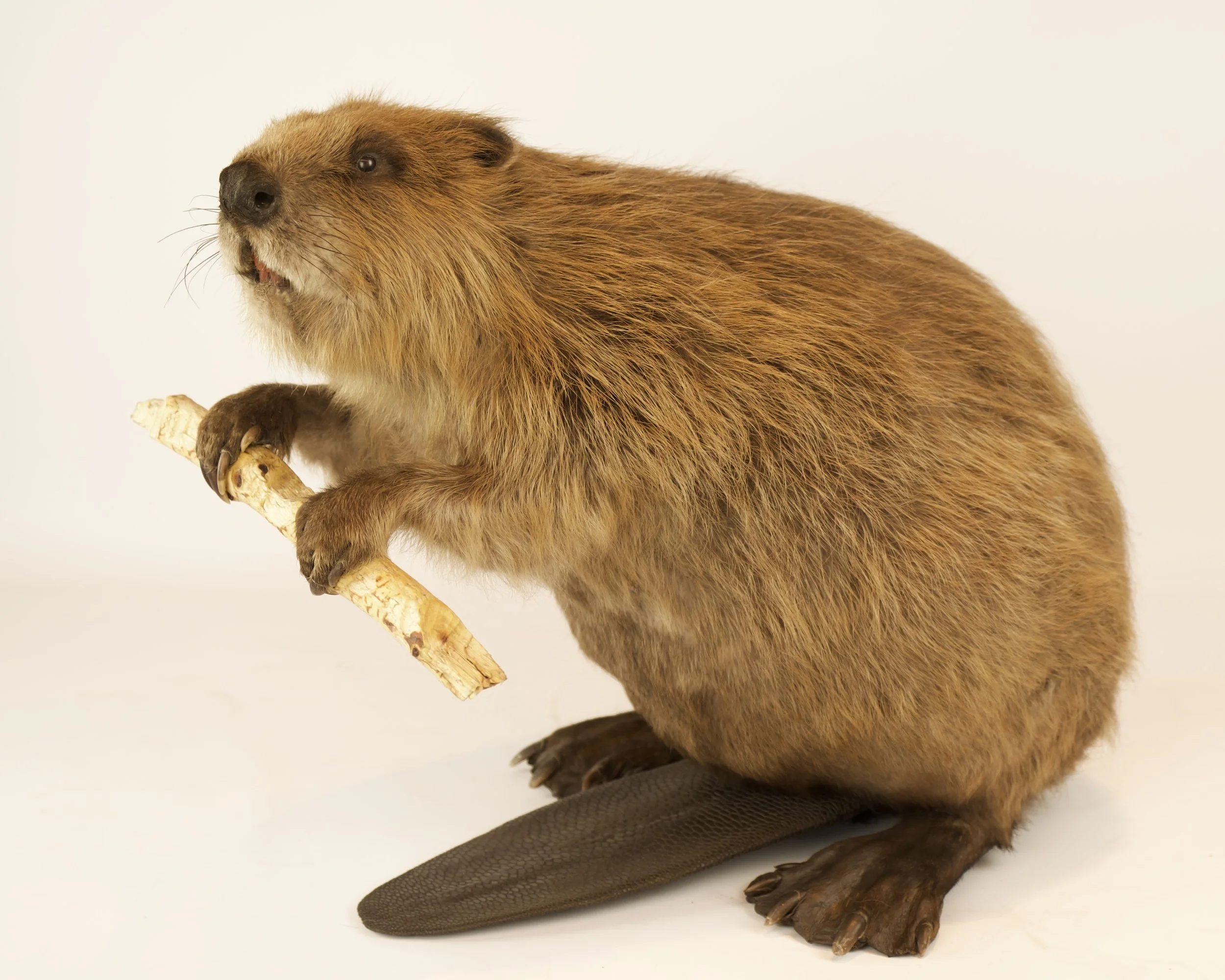 Quality taxidermy of beaver - unique stuffed animals by Katja Guilini - Belgium
