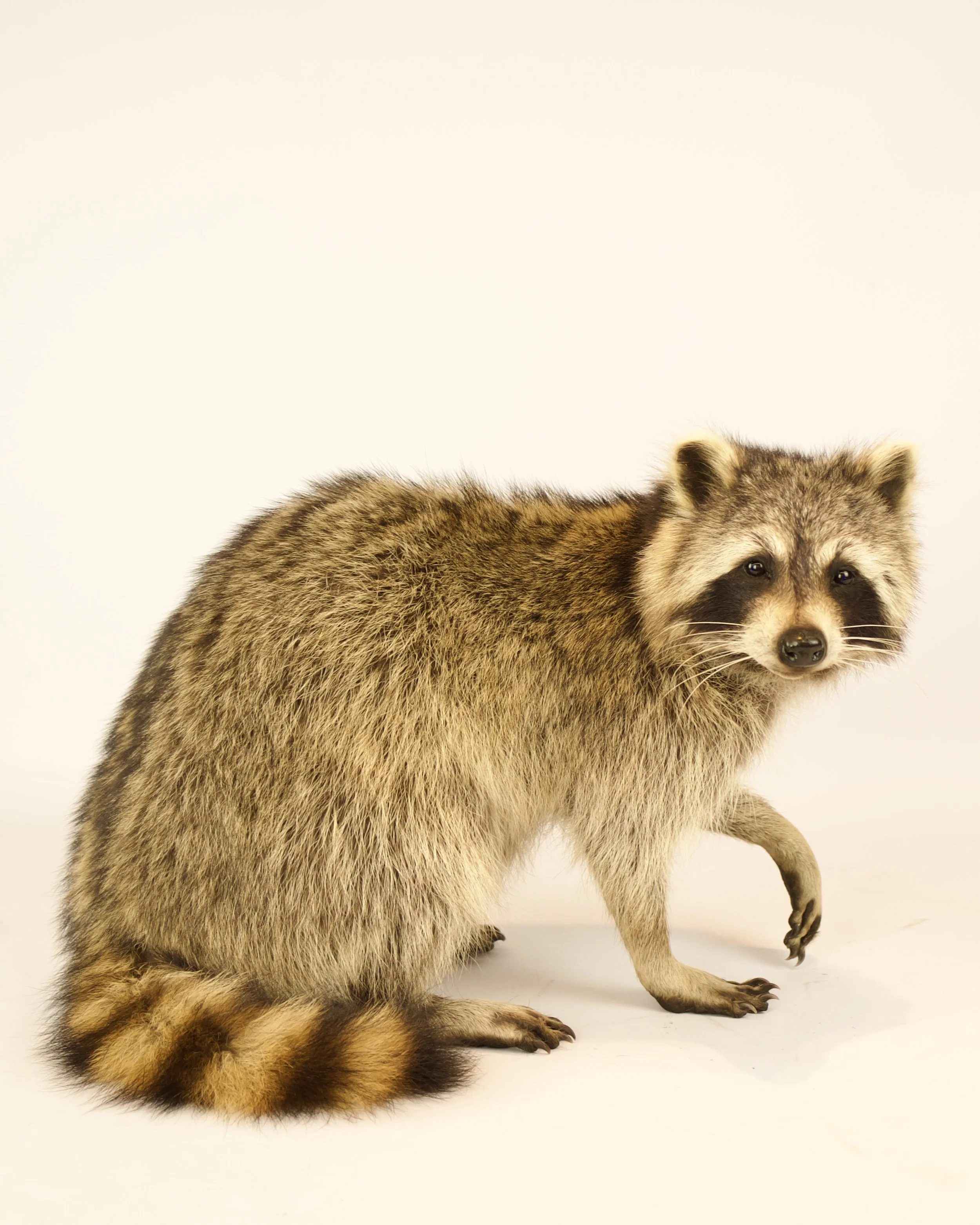 Unique taxidermy raccoon - handmade by Katja Guilini