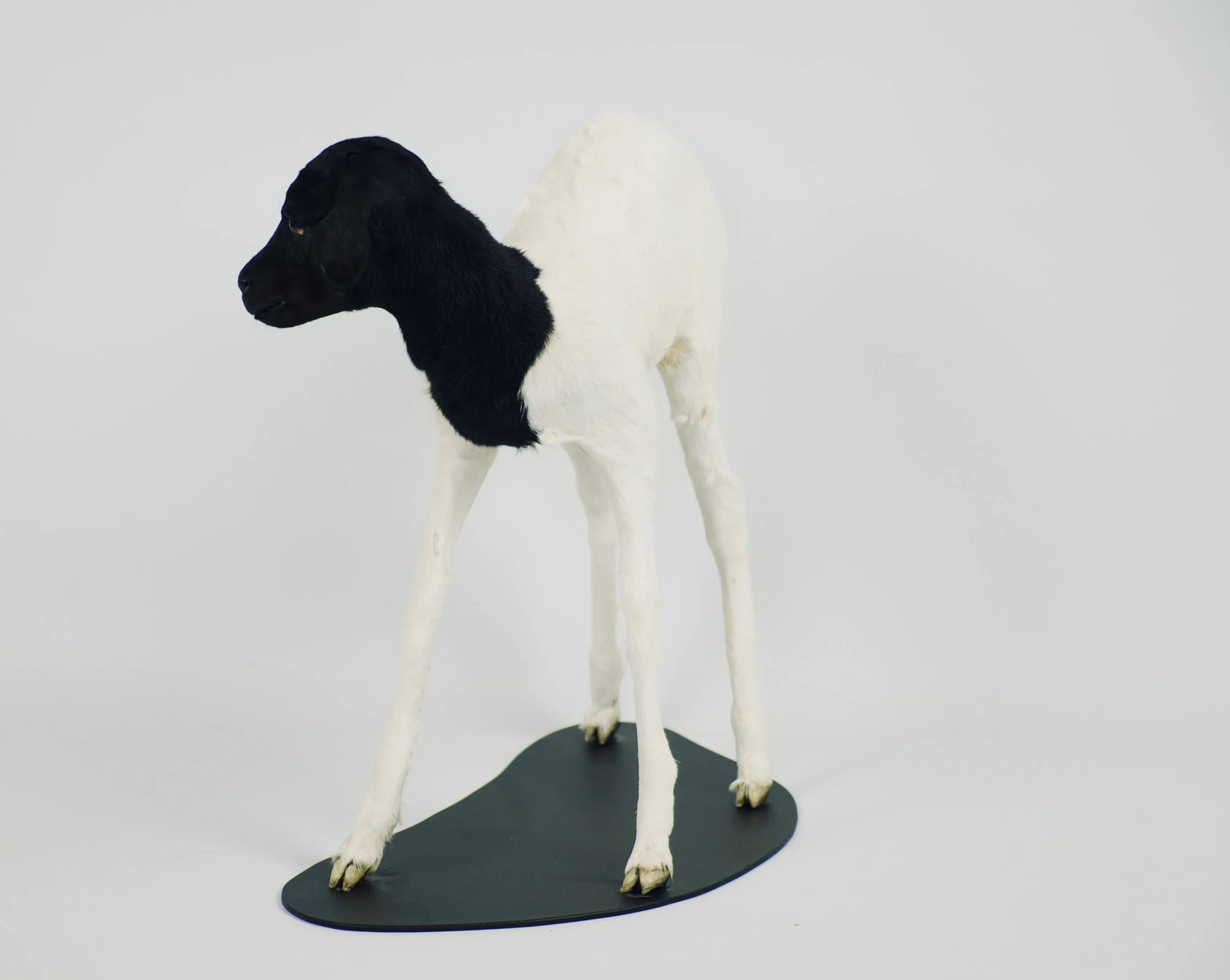 taxidermie somalisch lam