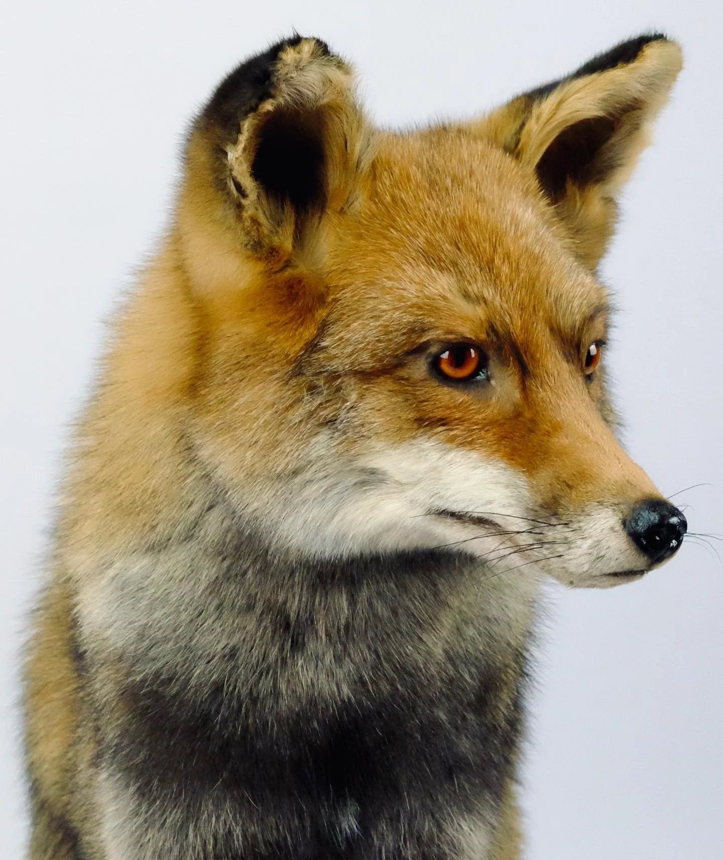 Quality taxidermy of red fox - unique stuffed animals by Katja Guilini - Belgium