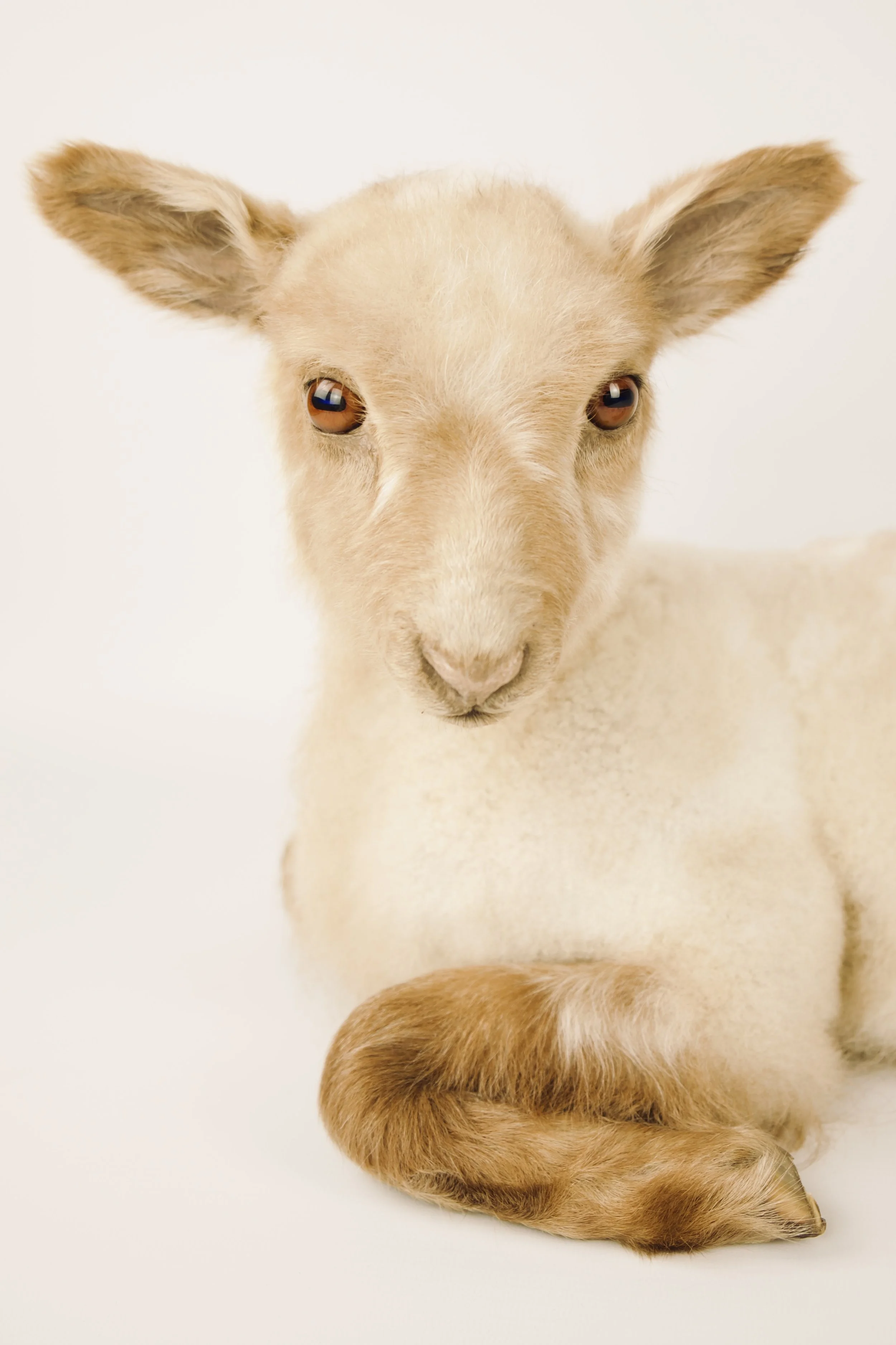 taxidermy lamb