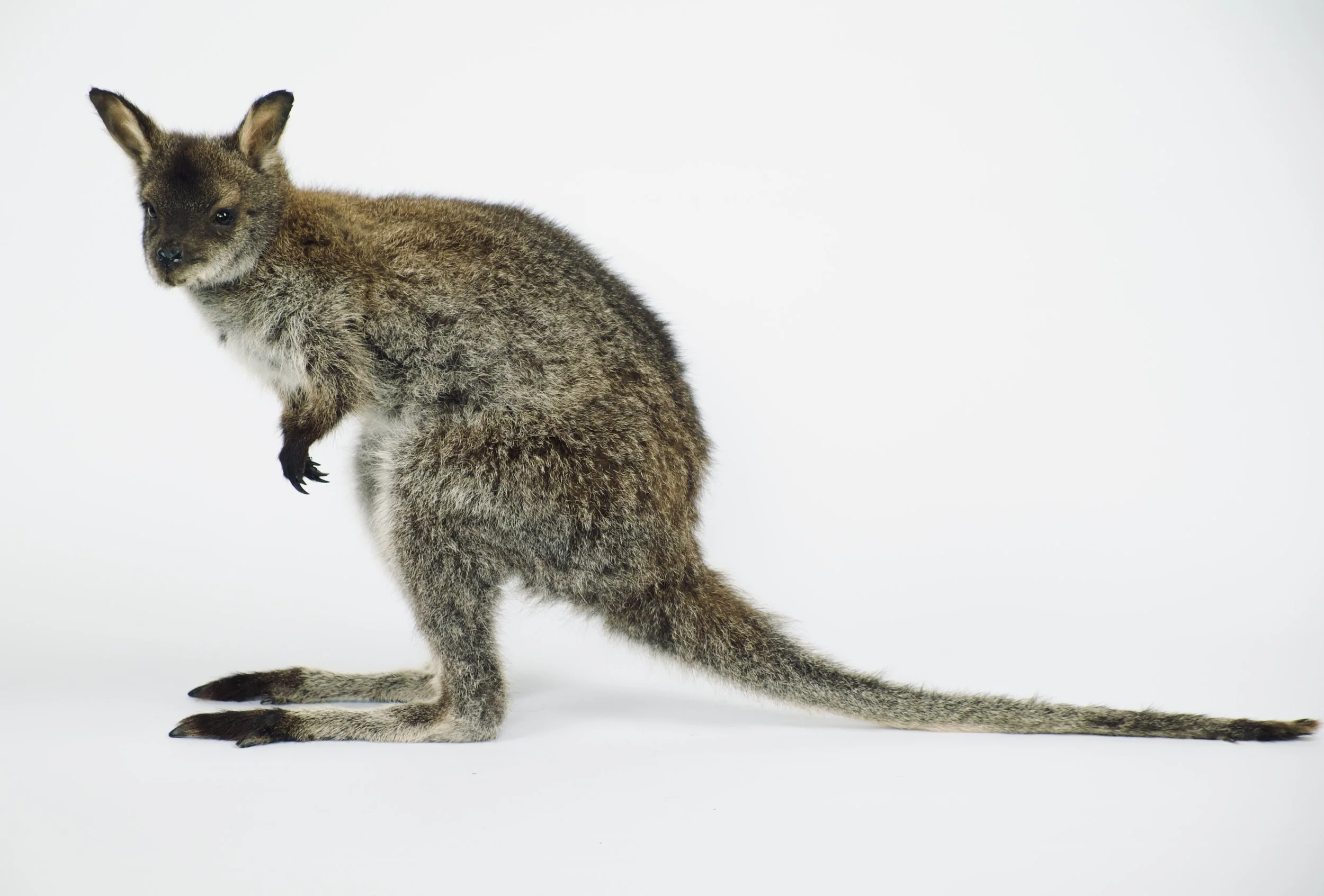  taxidermie wallabie