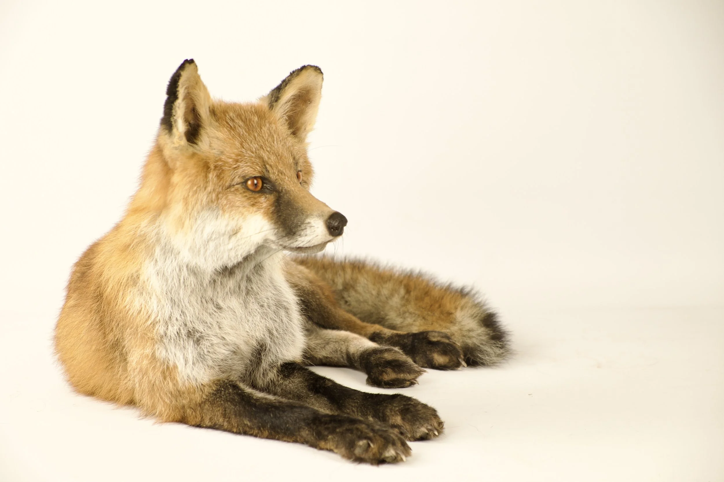 Uniek taxidermie rode vos - handgemaakt door Katja Guilini