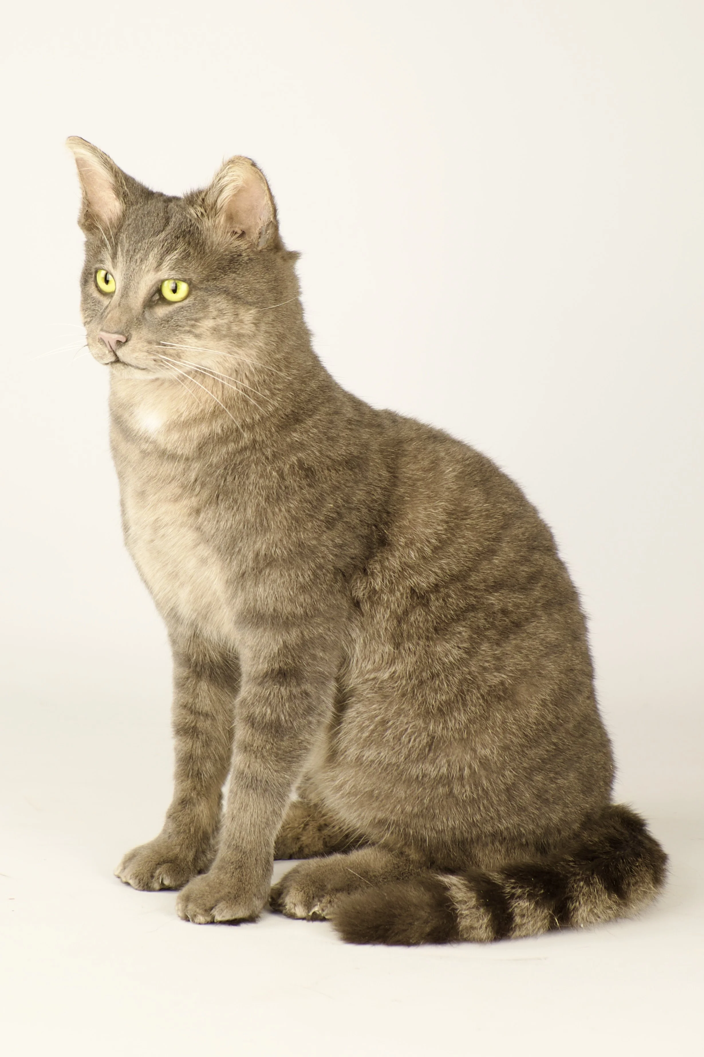 Kwalitatieve taxidermie van mooie en serene kat - unieke opgezette dieren door Katja Guilini - België