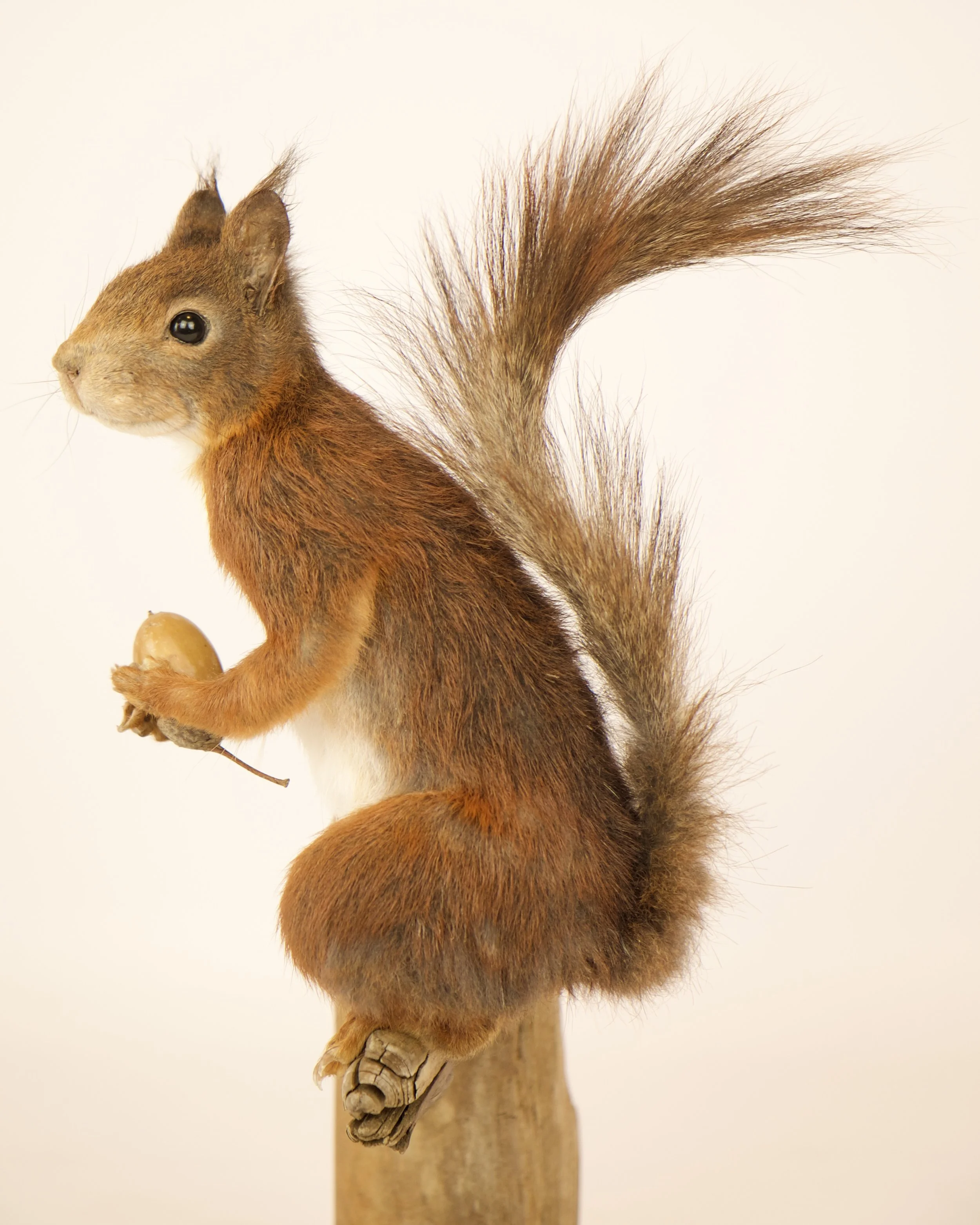 Kwalitatieve taxidermie van eekhoorn - unieke opgezette dieren door Katja Guilini - België
