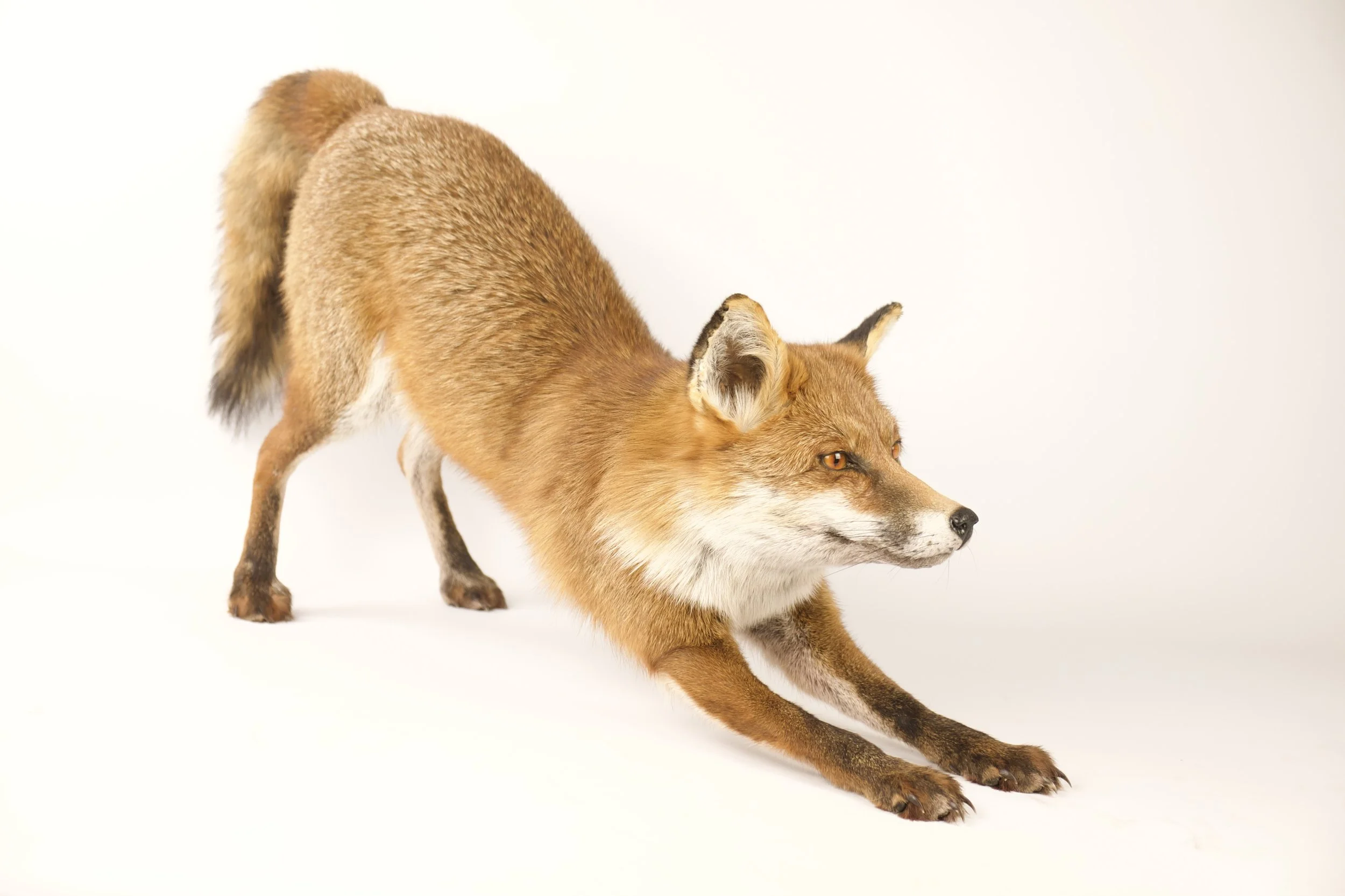 taxidermy fox