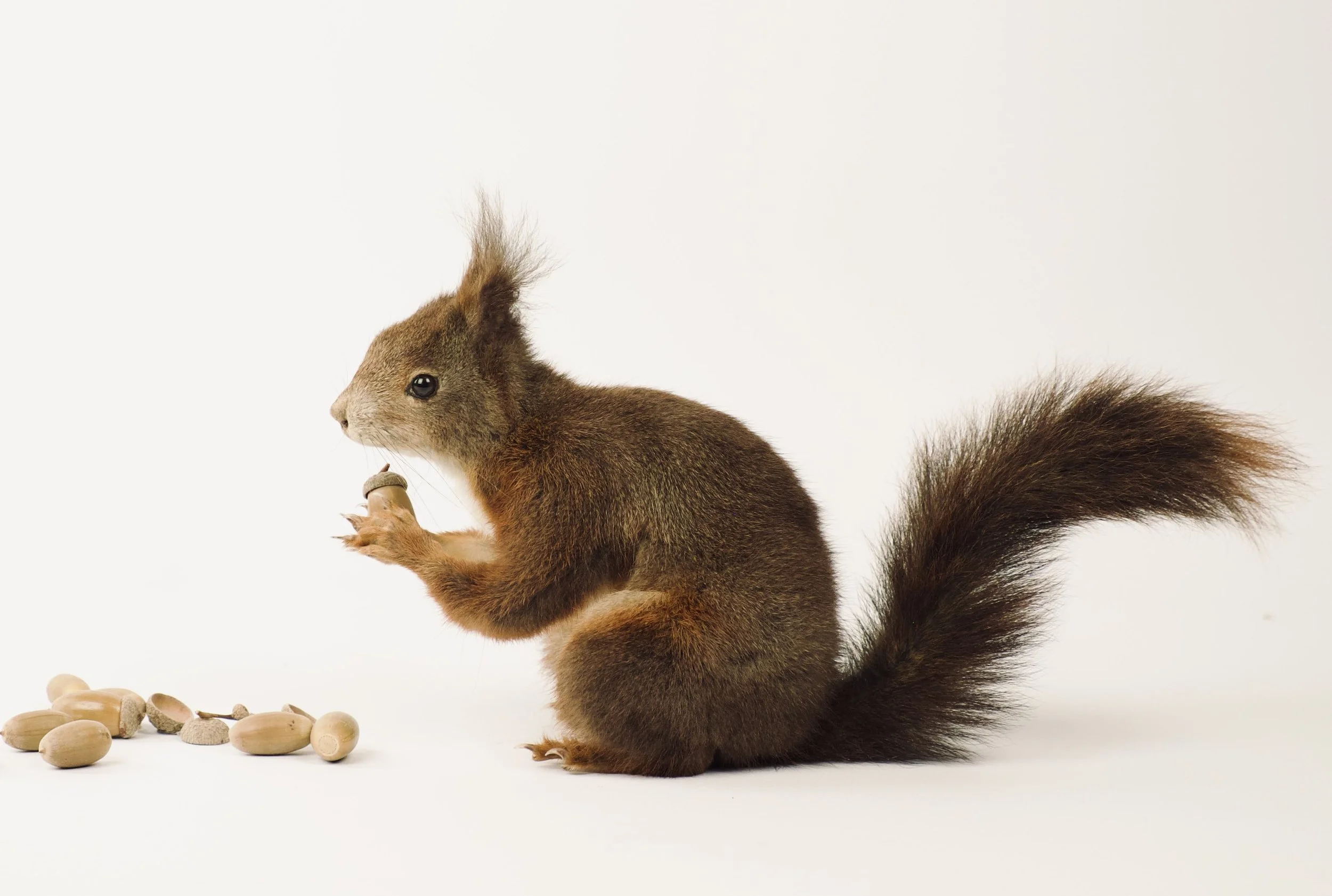 Artistieke taxidermie eekhoorn in natuurlijke houding met eikeltjes - unieke opgezette dieren door Katja Guilini - België